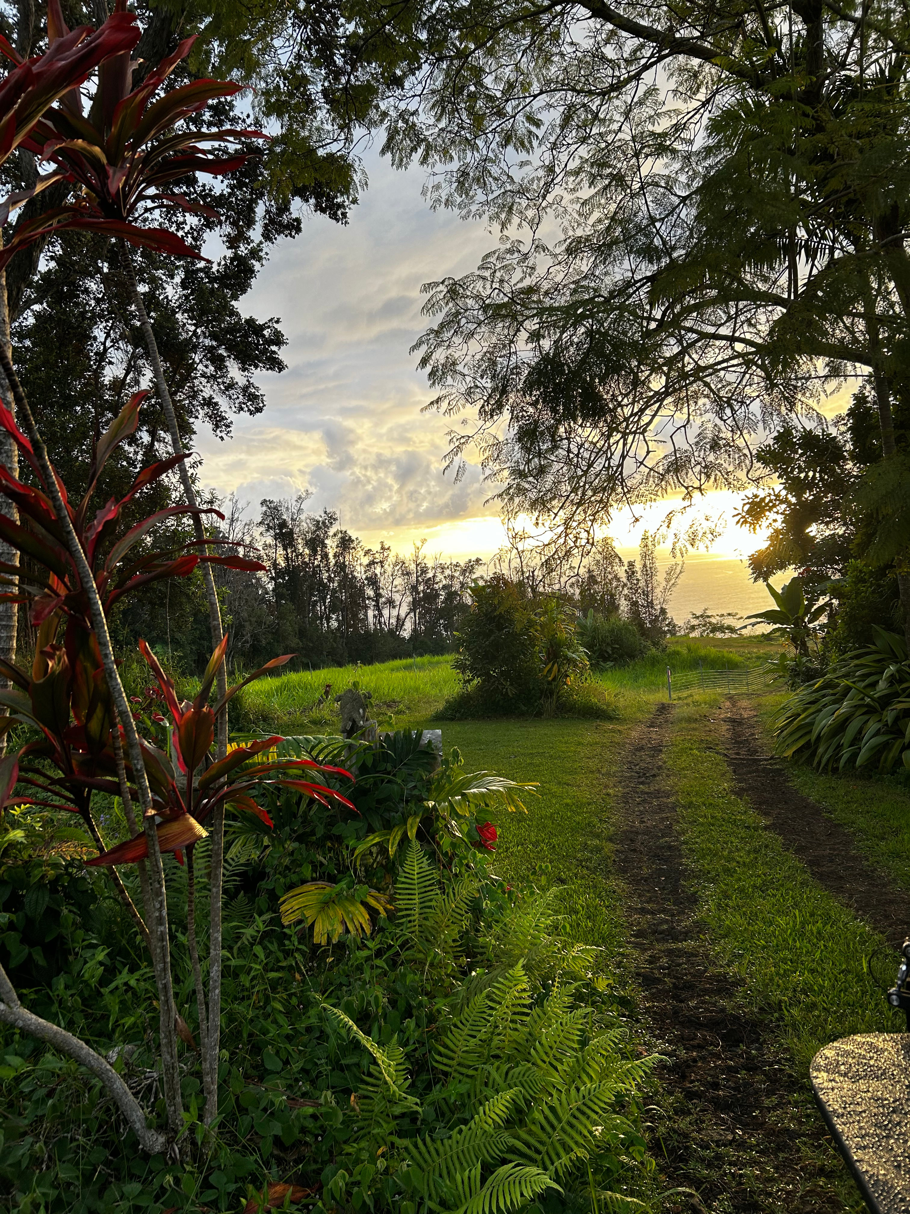 Ilona Farms