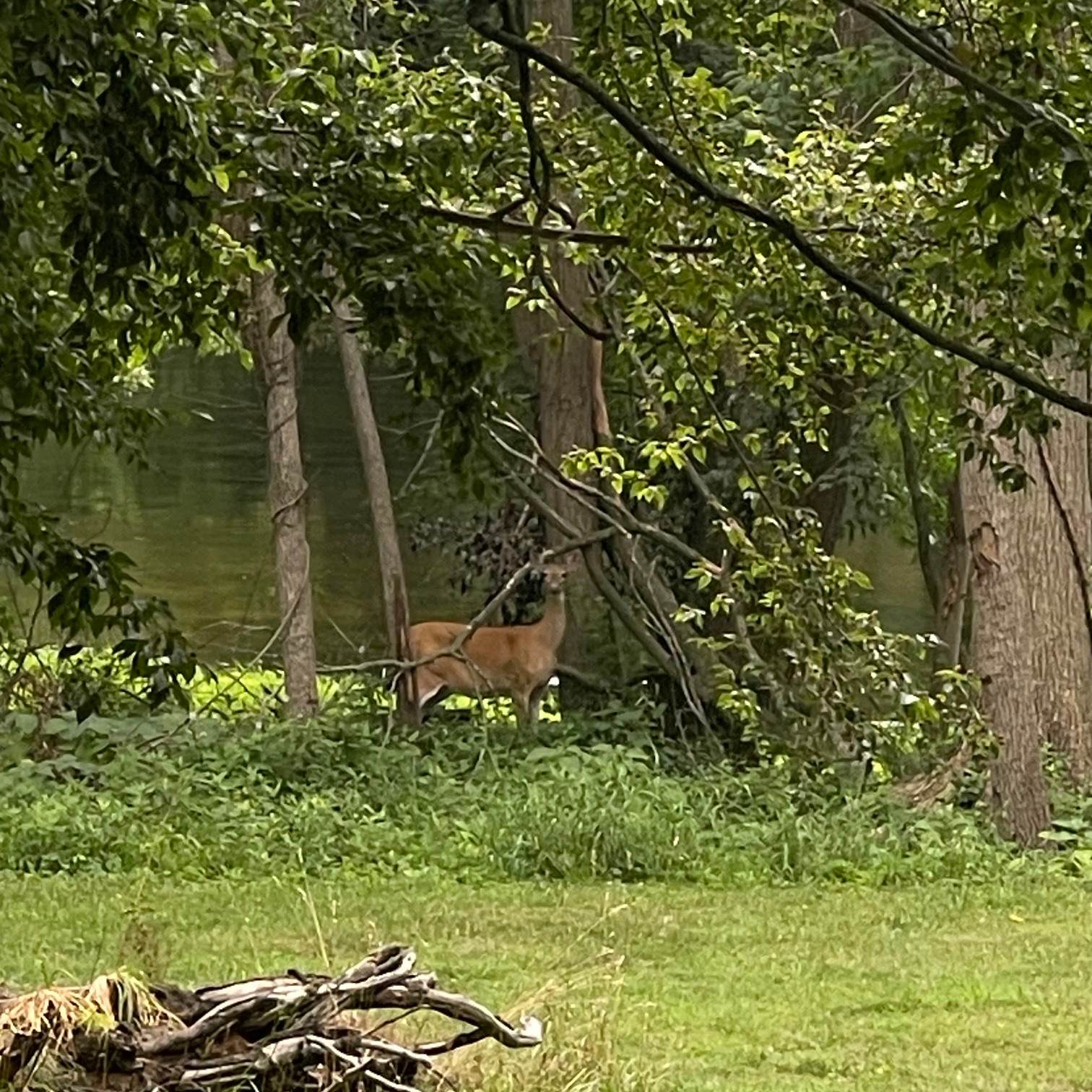Weeks River Camp is a host to a lot of wildlife; you may just get to see some of our wildlife friends who live near the river during your stay. :) 