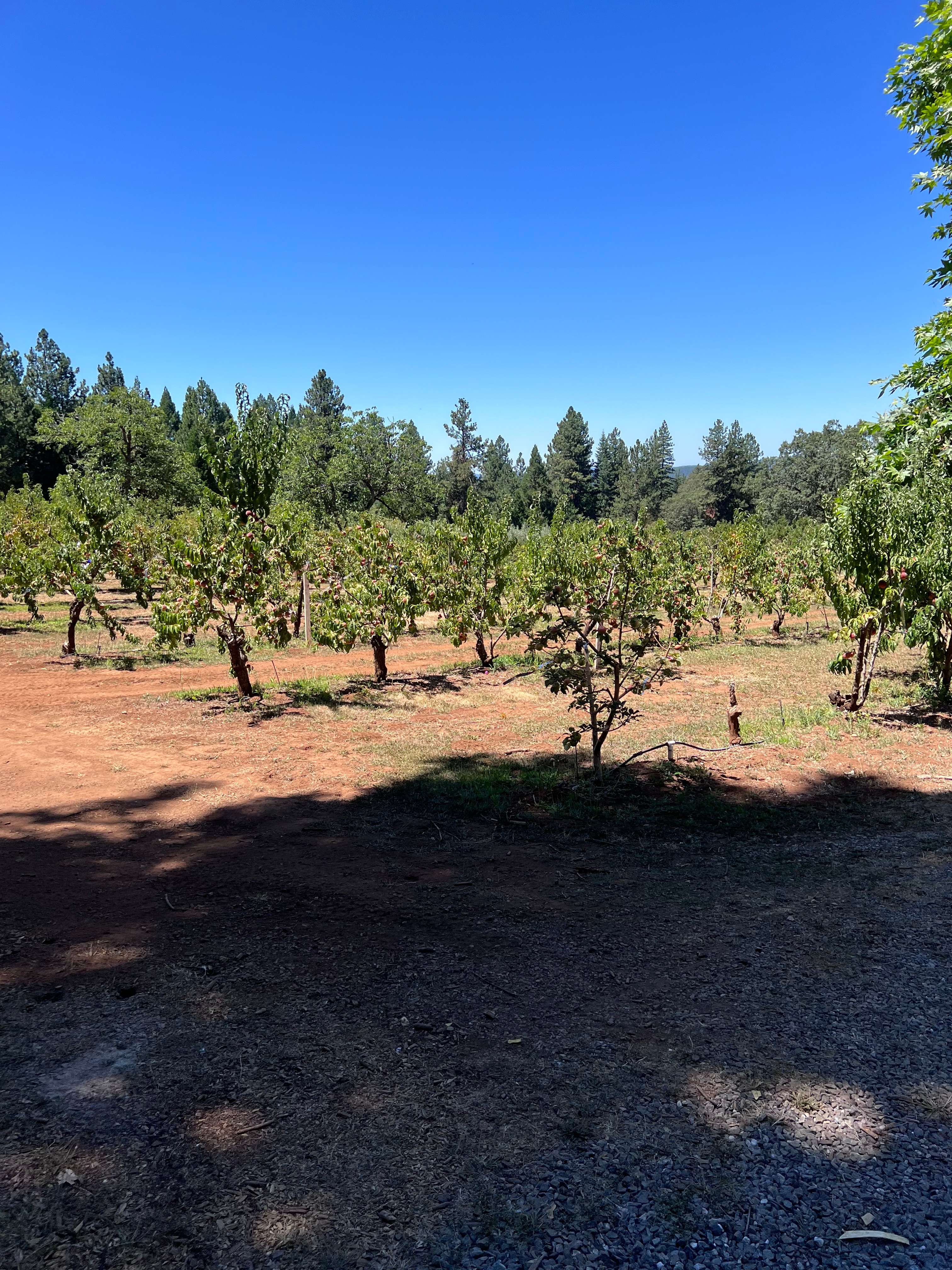 Cedar and Sage Farms