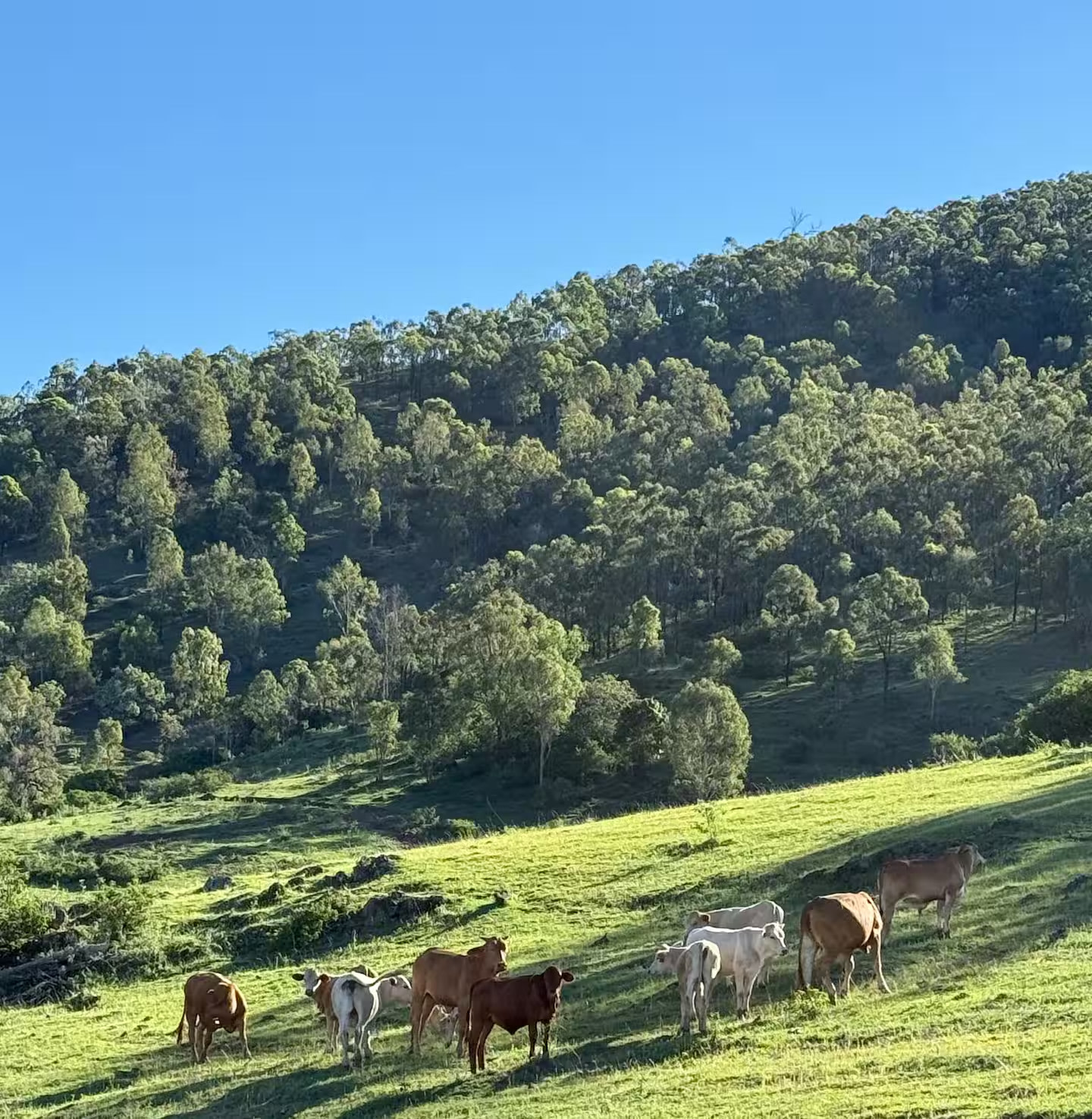 High Country