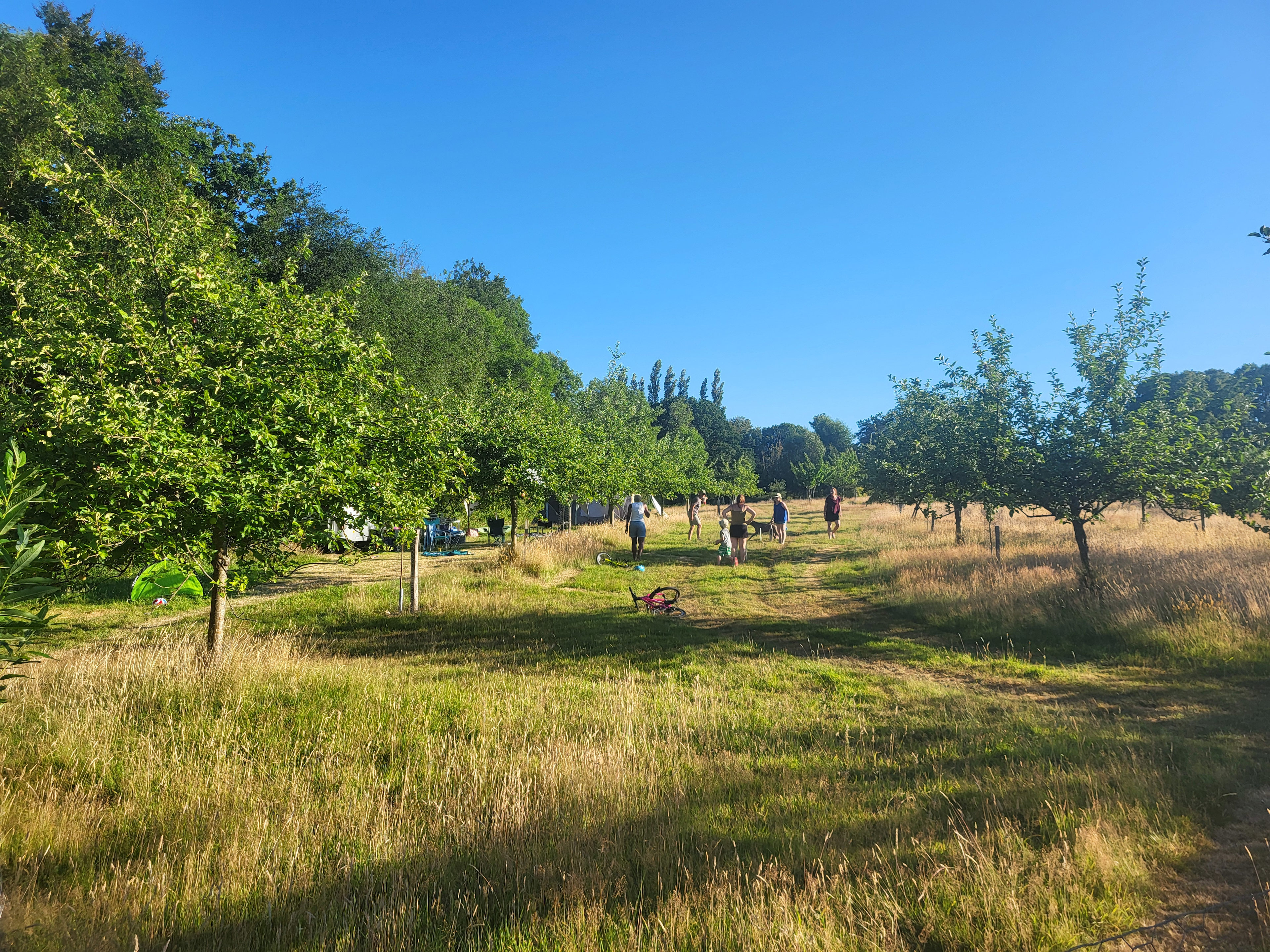 Plum Camping in May Tree Orchard