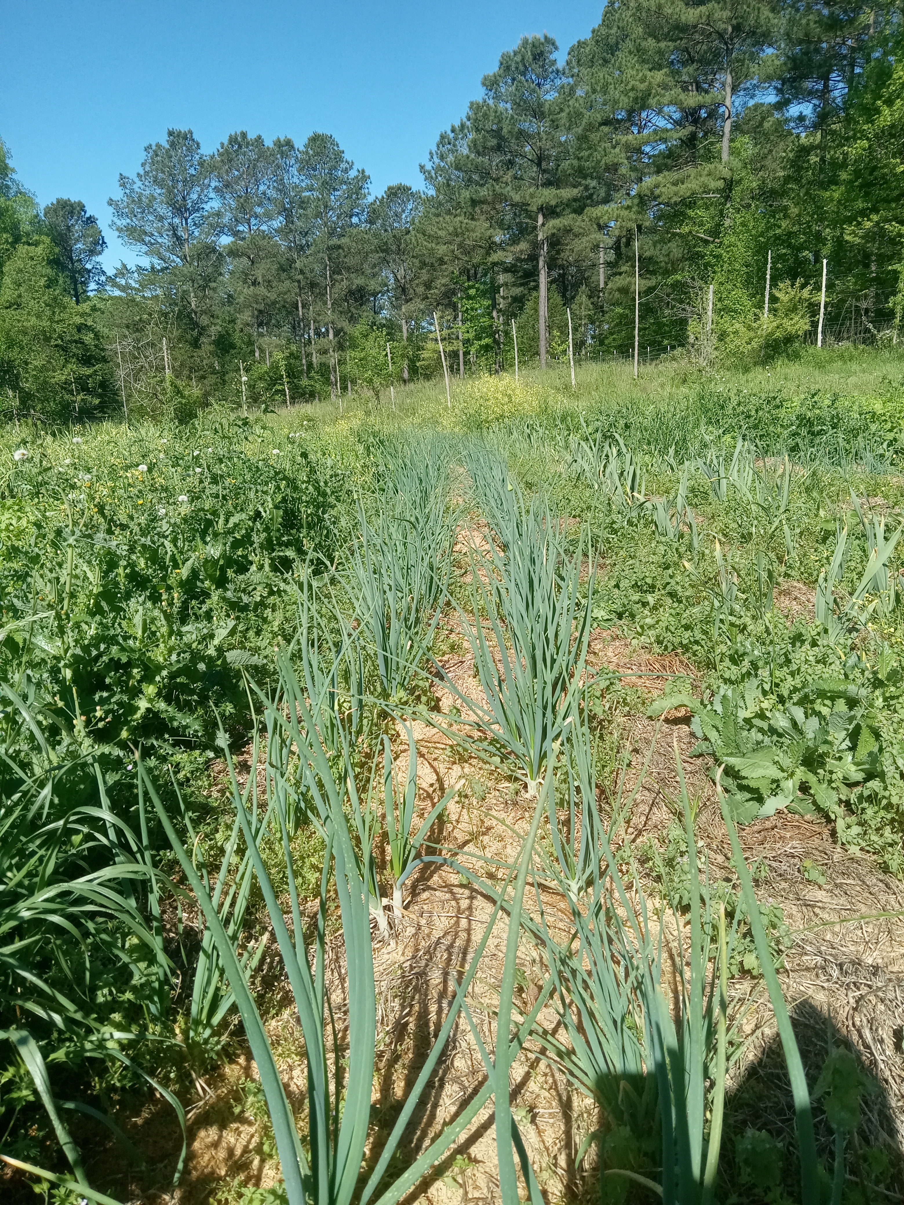 Organic Farm Pond View