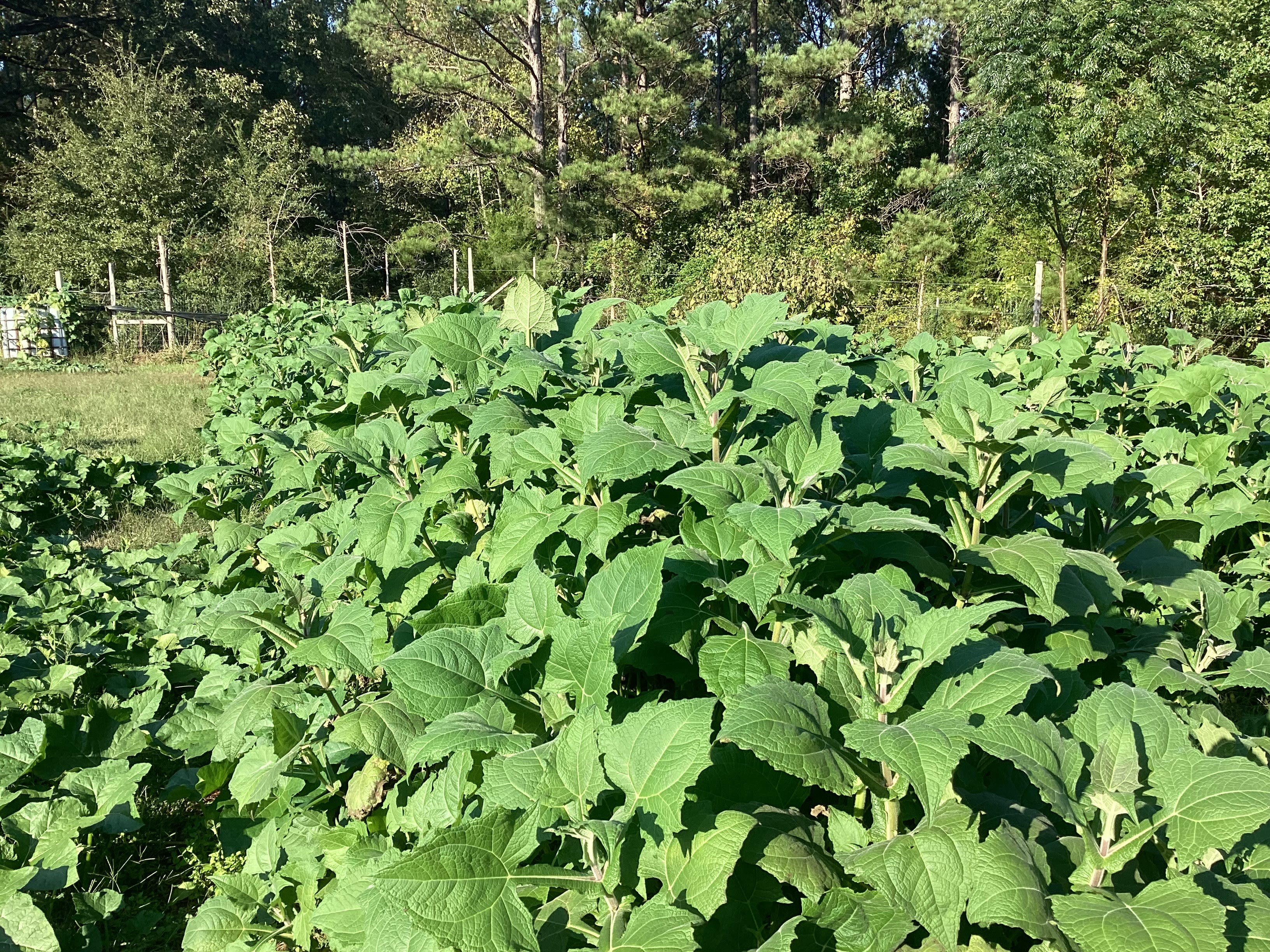 Organic farm pond view
