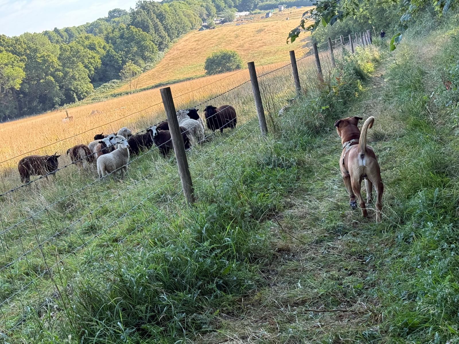 The inquisitive sheep