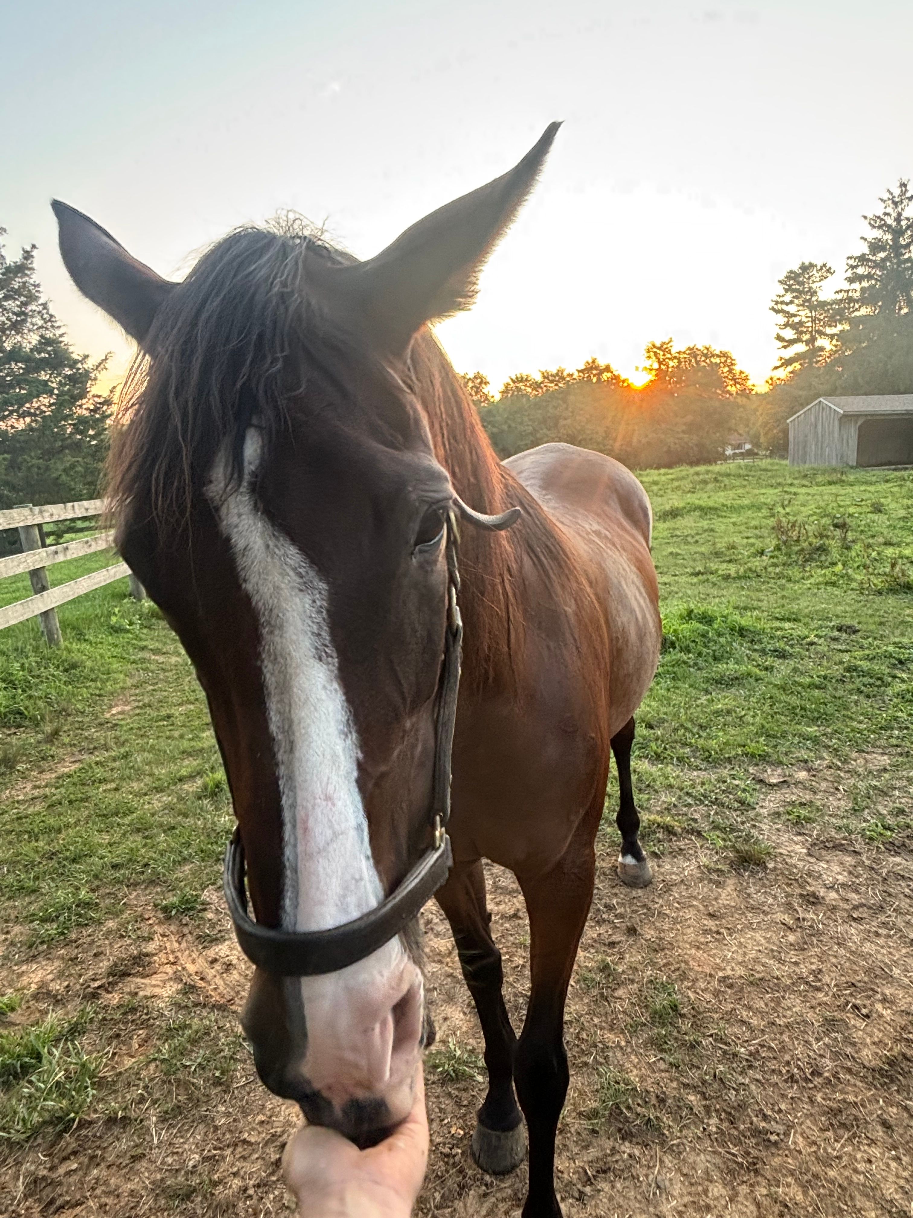 FairHill Horse Farm