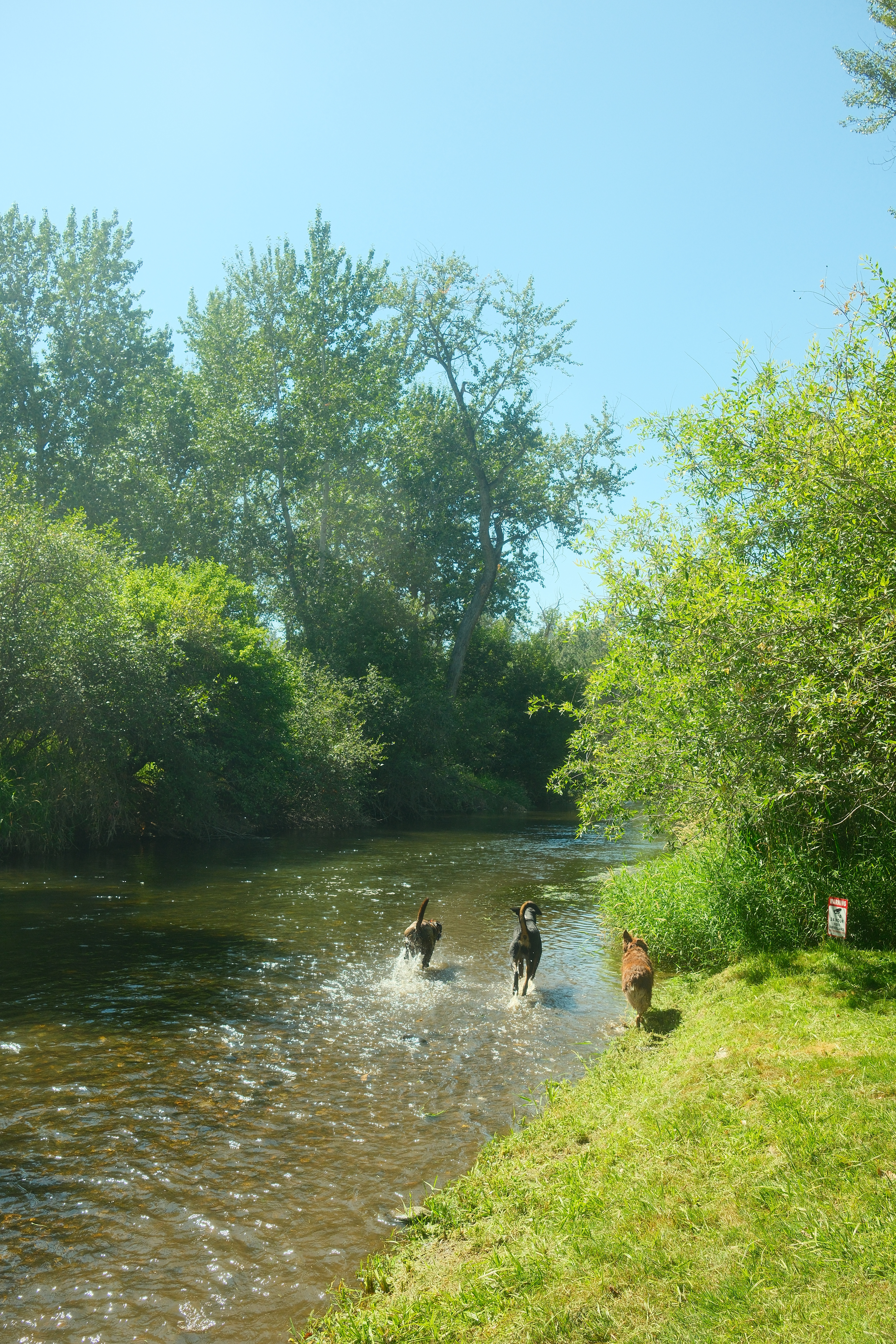 dogs enjoying the river