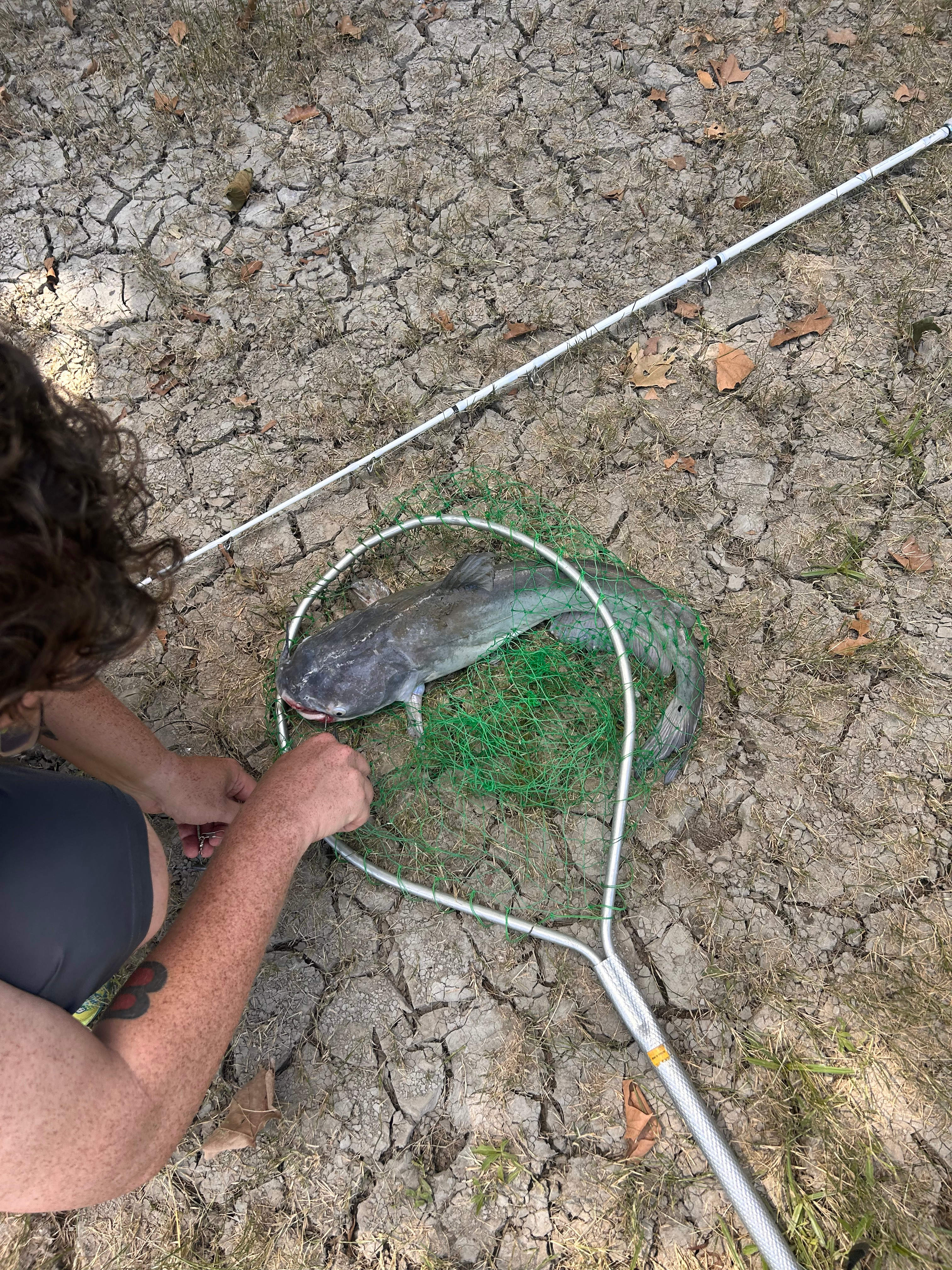 Blue catfish 