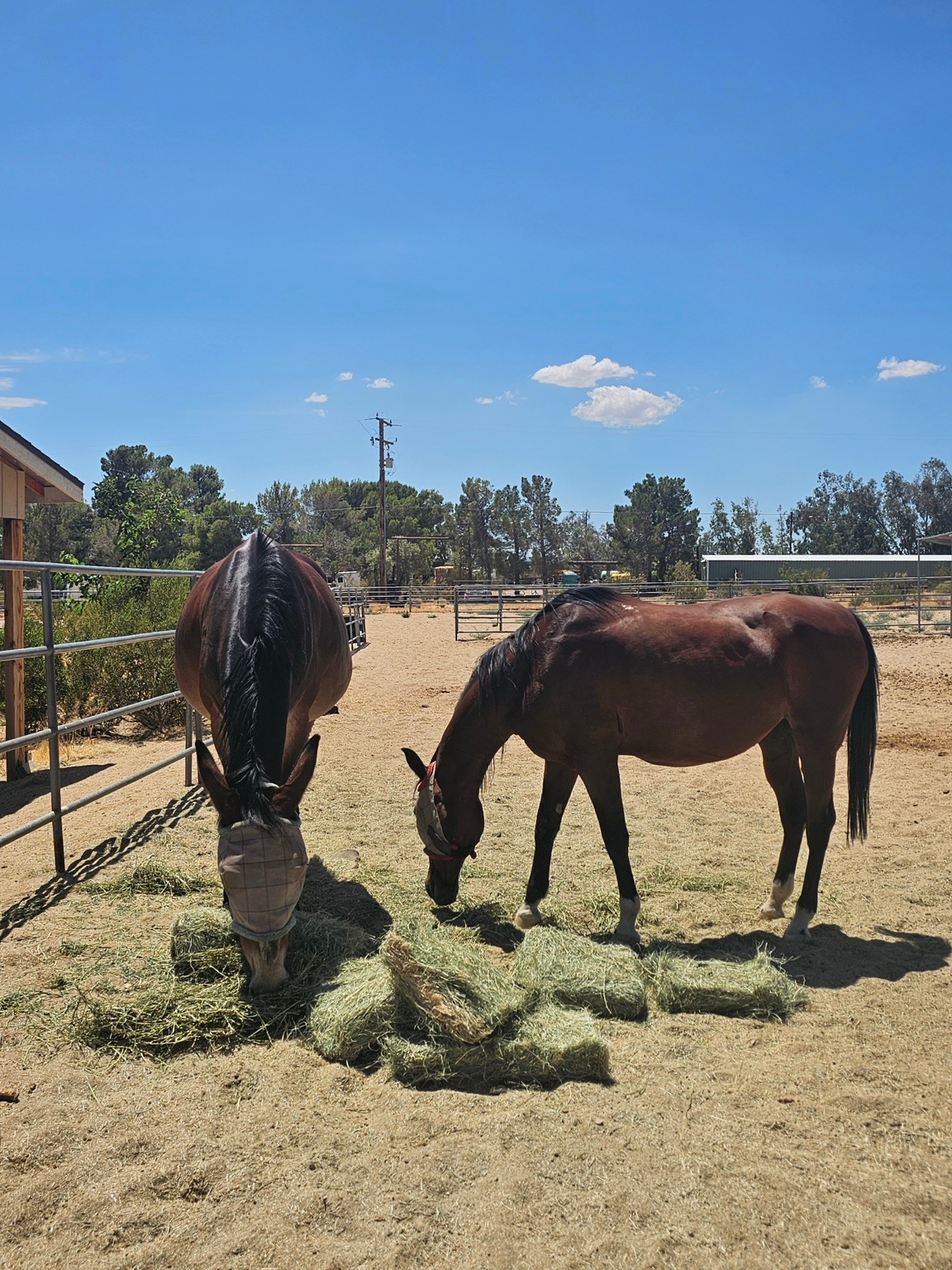 Salt Cedar Ranch RV Retreat