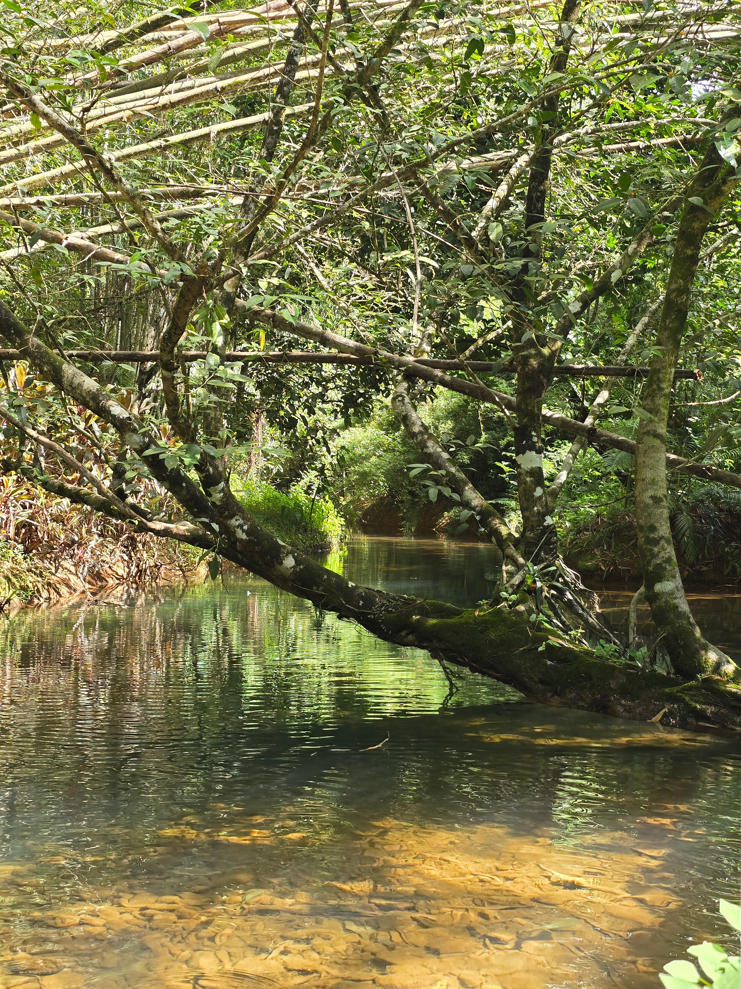 The swimming hole, Chooky Chooky Creek. 
