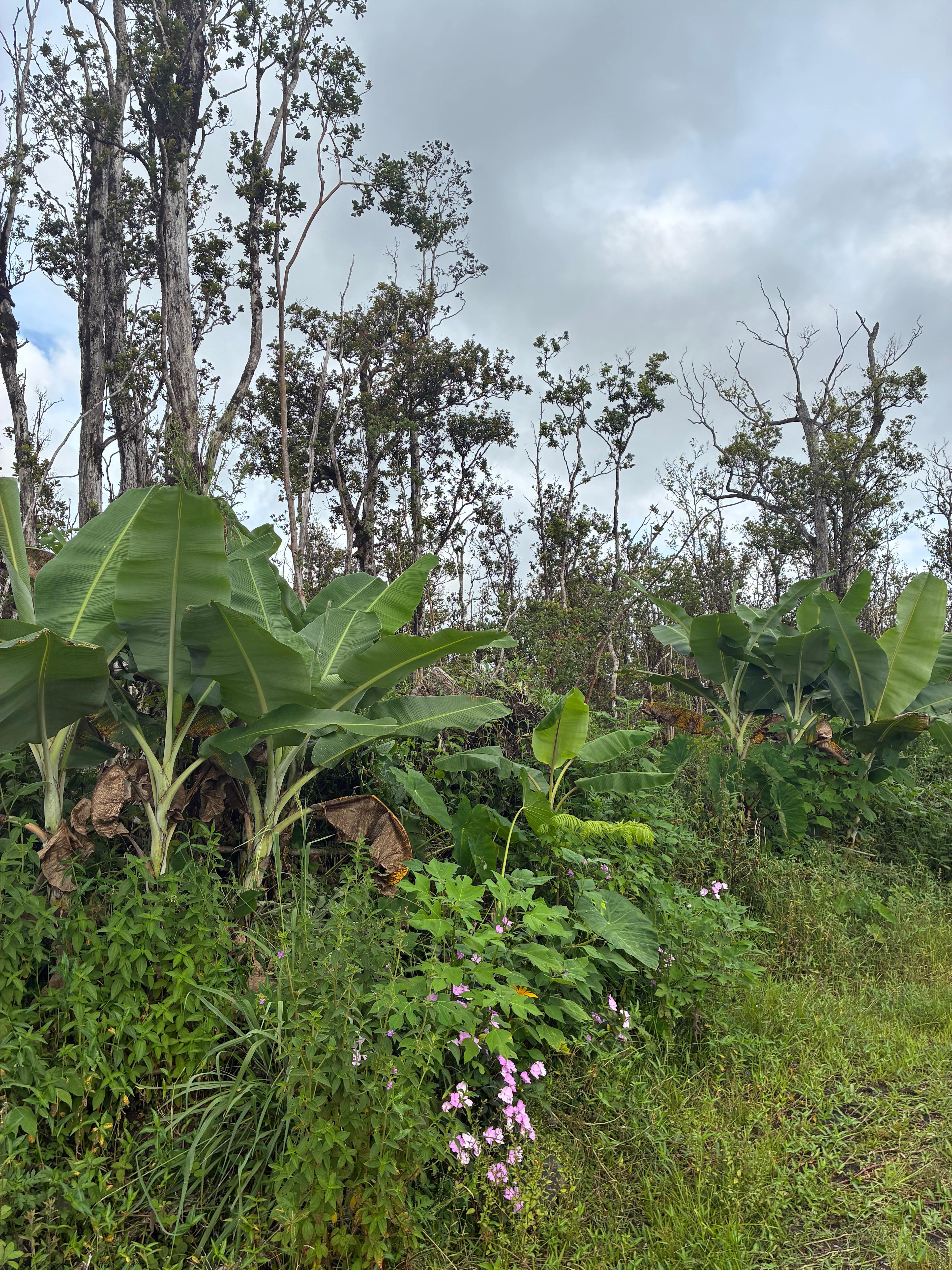 Hanai Aina farms