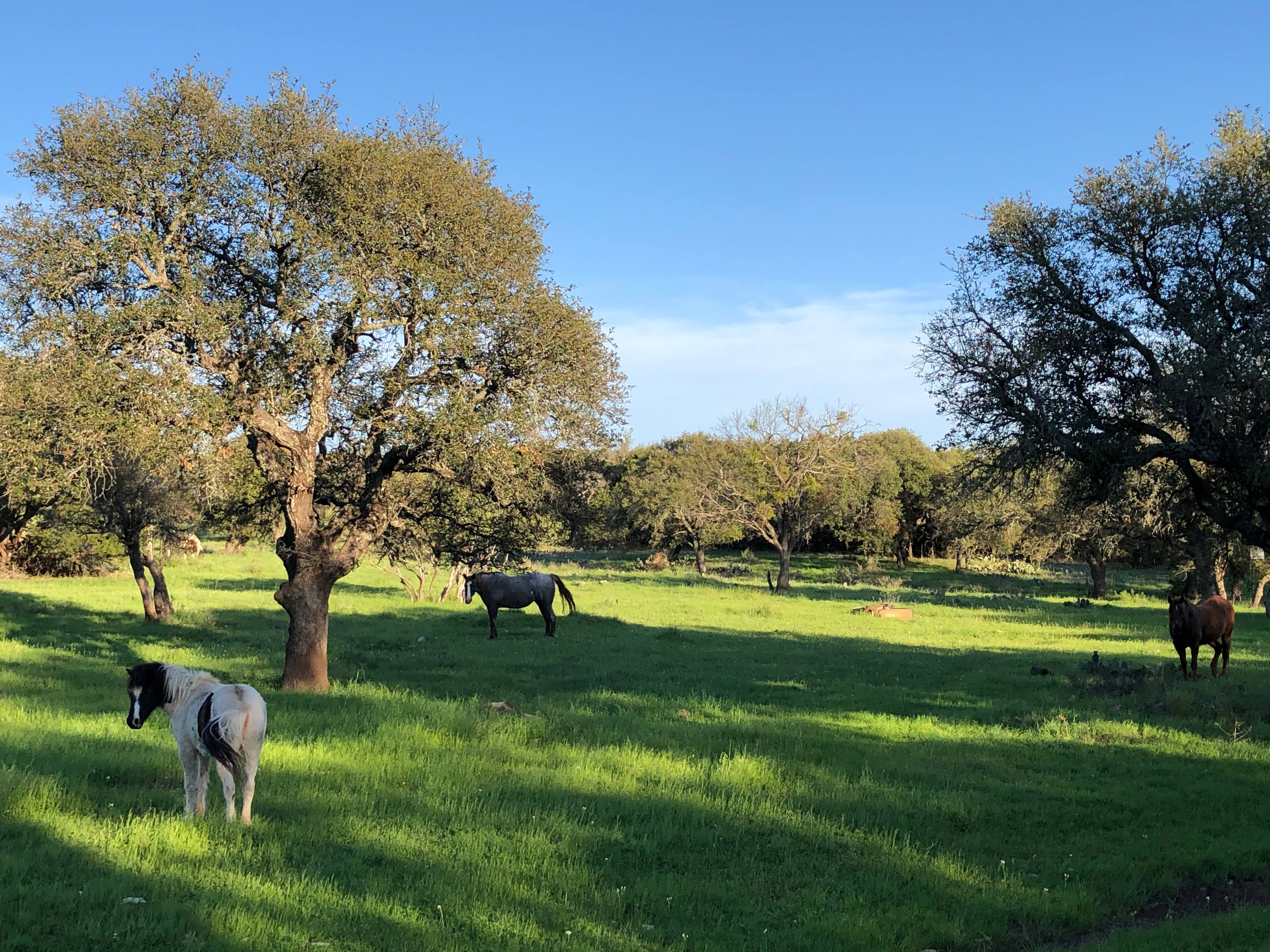Saba Springs Ranch