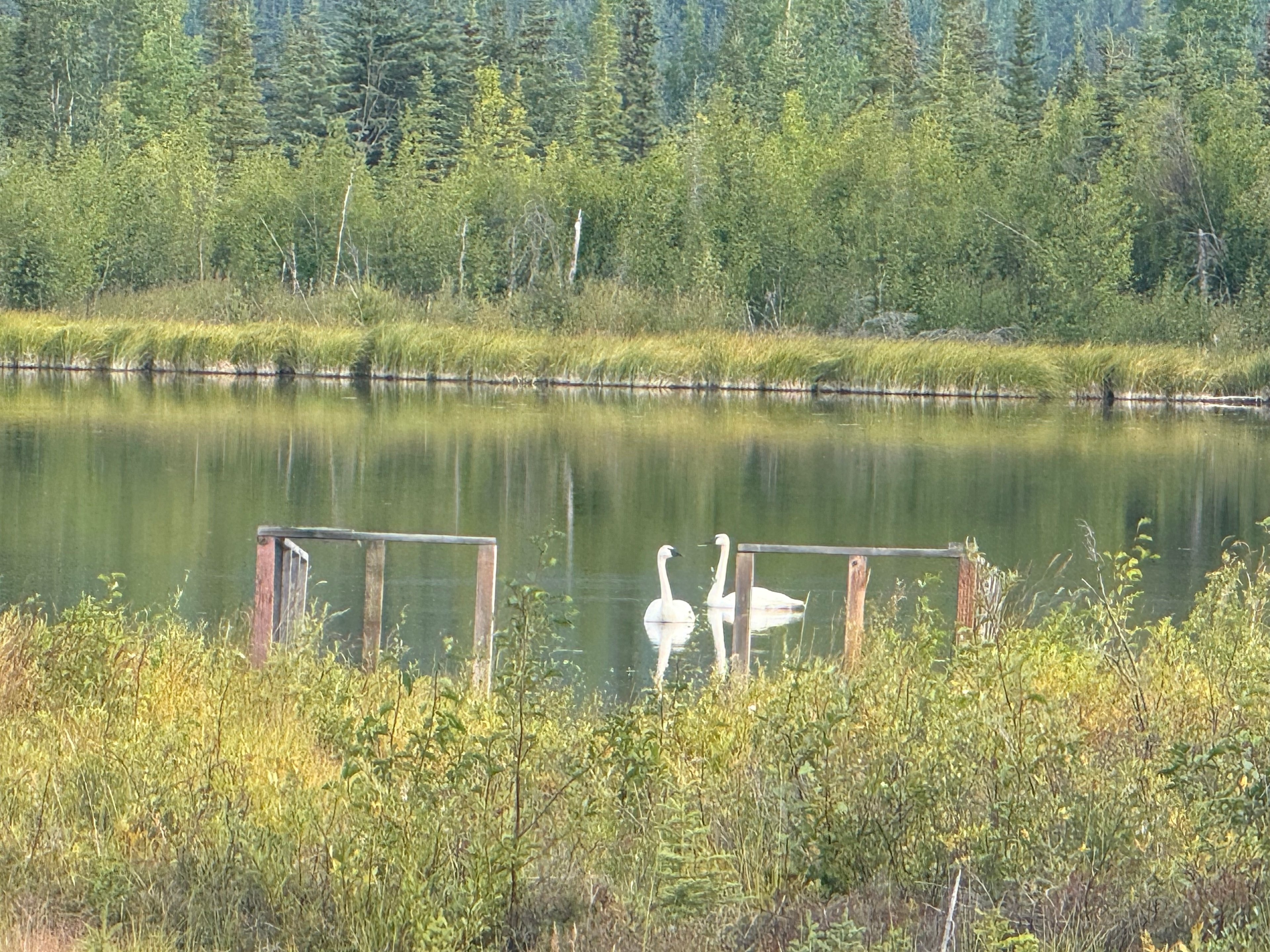 Silver Fox Pond Camp