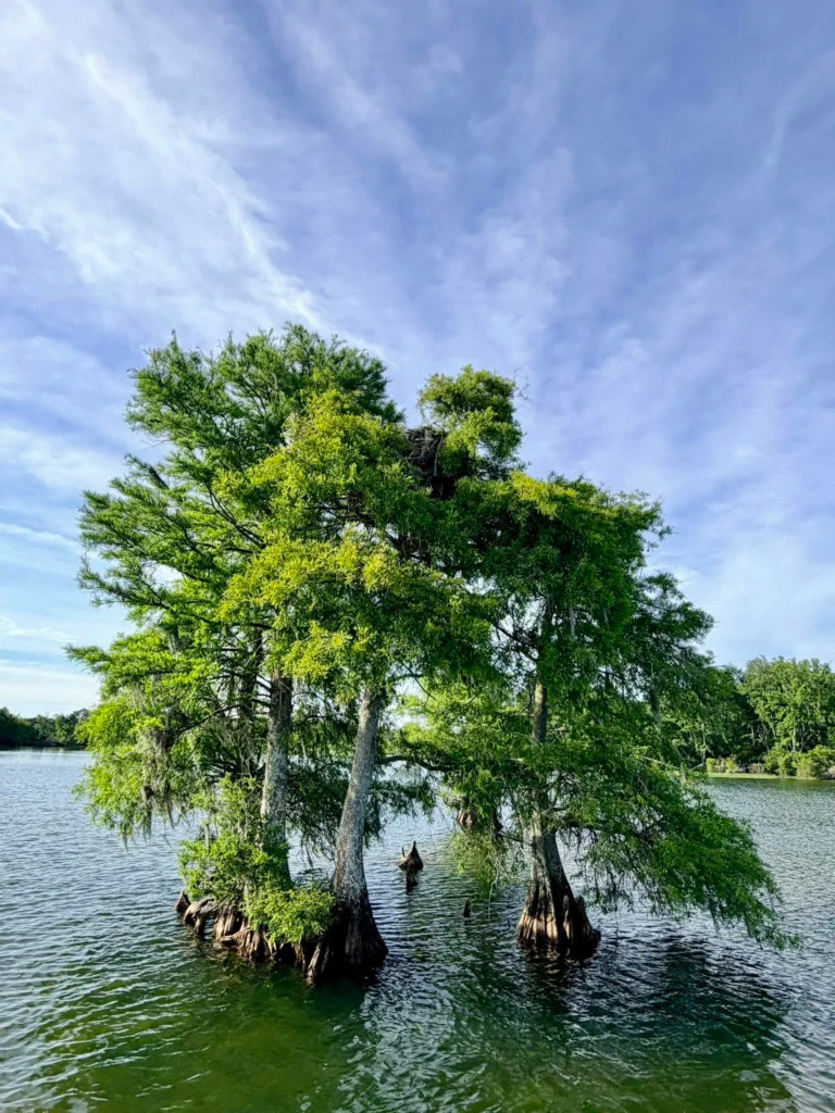 Unhitched Lake Moultrie RV Park