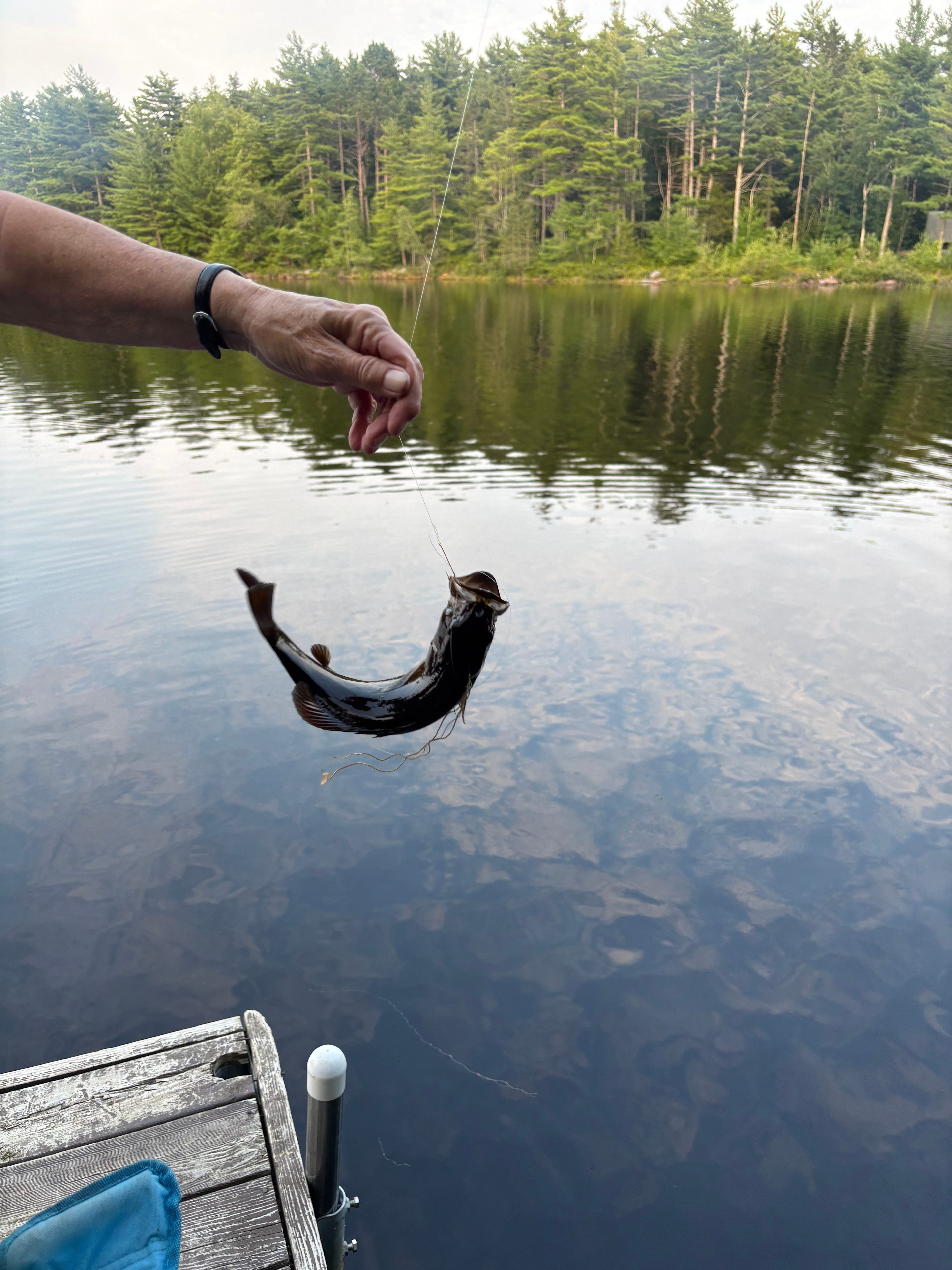 Small mouth bass are delicious!