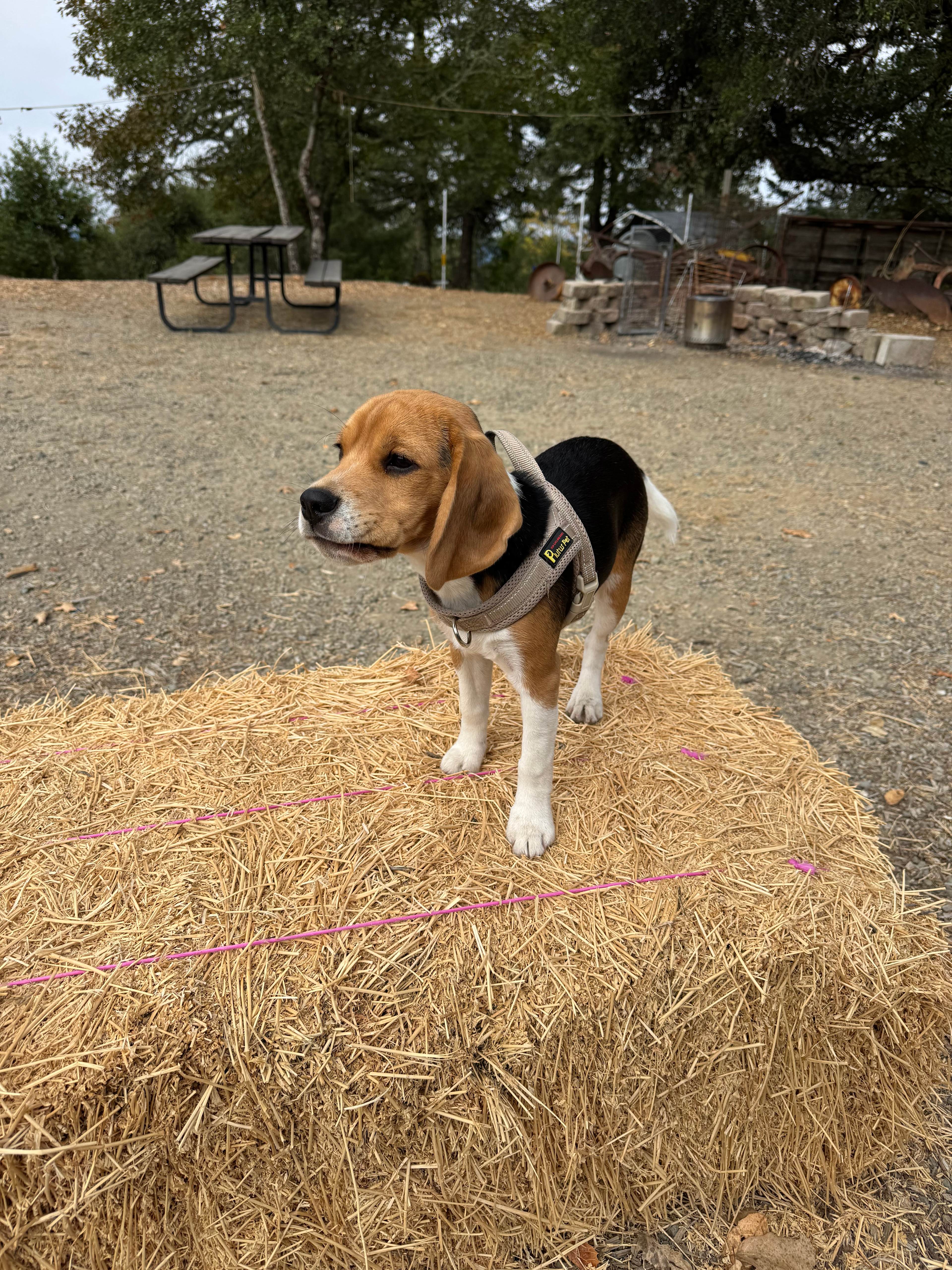 Quail Ridge Farm
