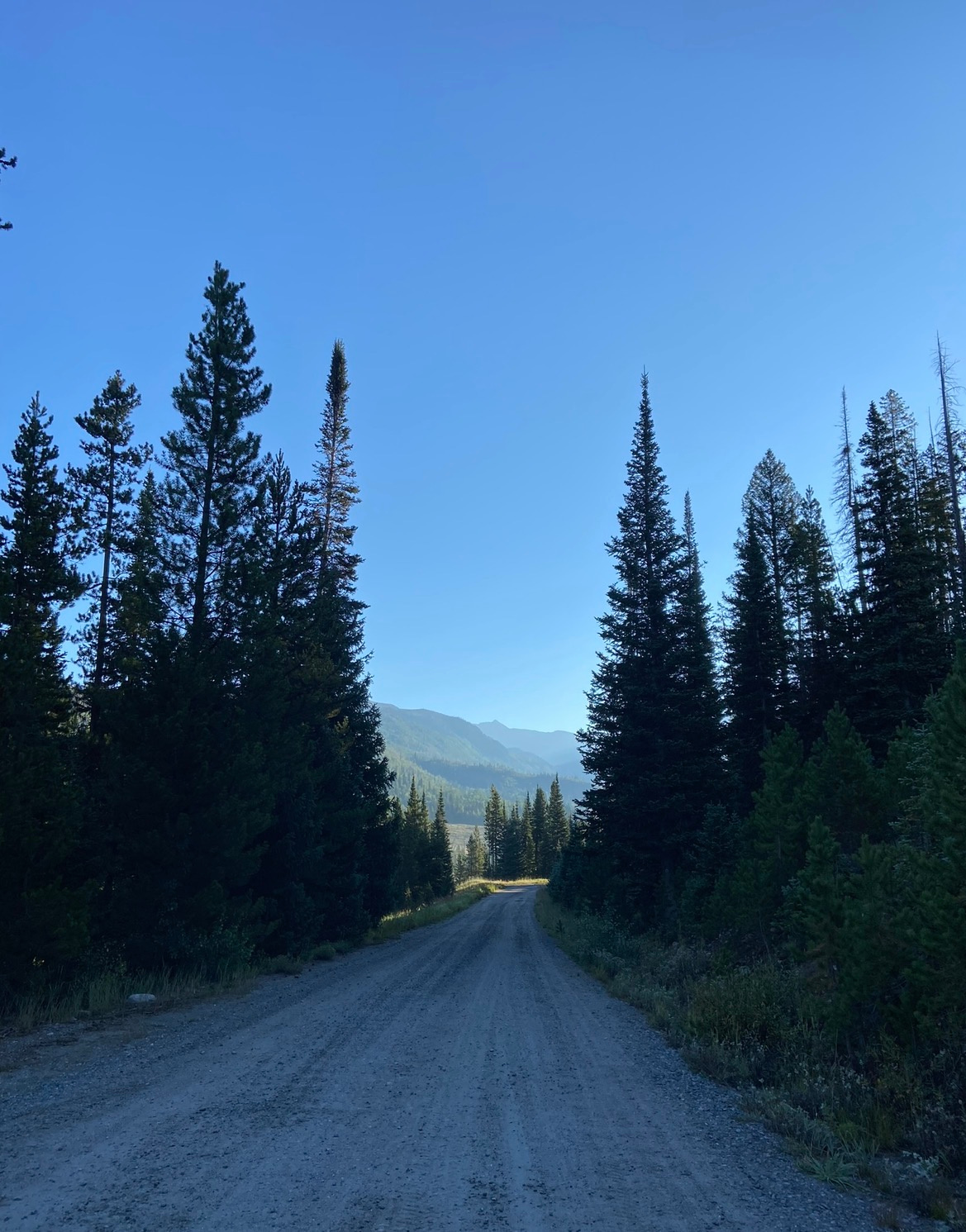 Routt National Forest