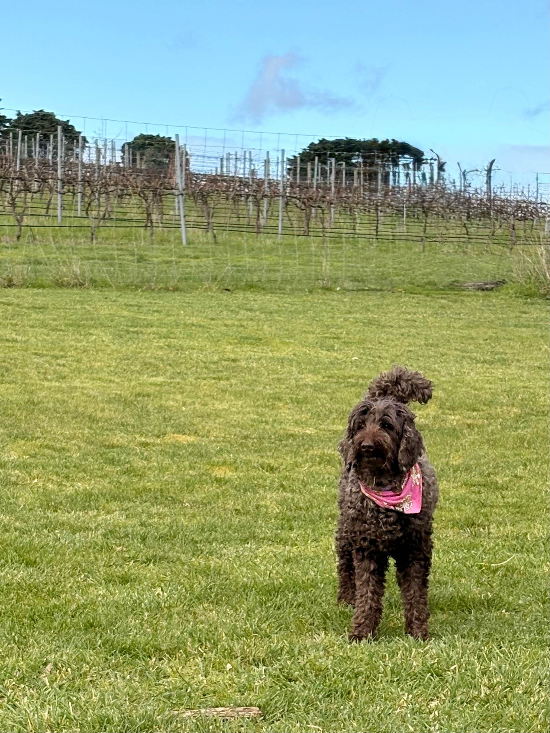 Hounds of the Vine