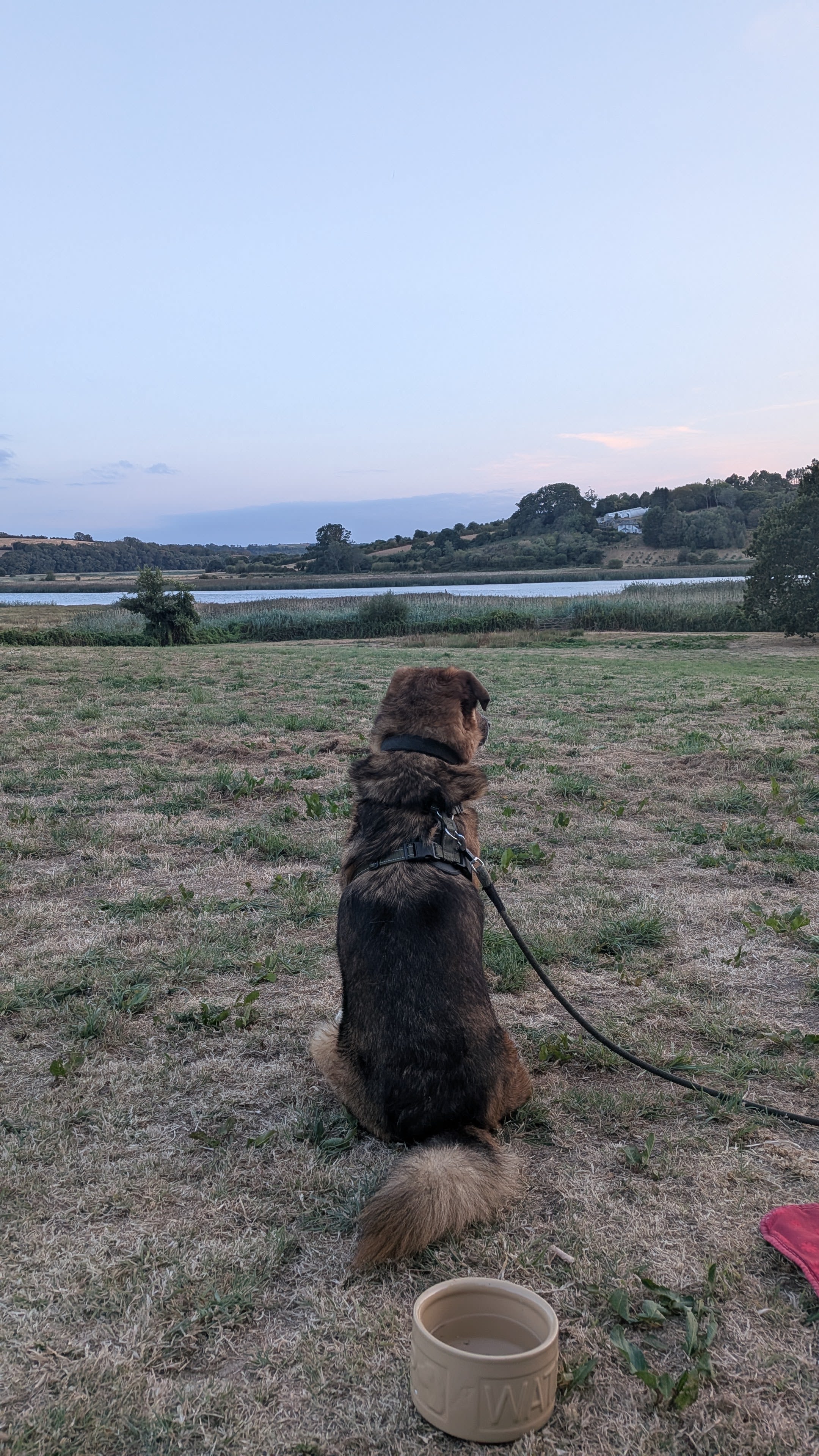 Even the dog loved it!.