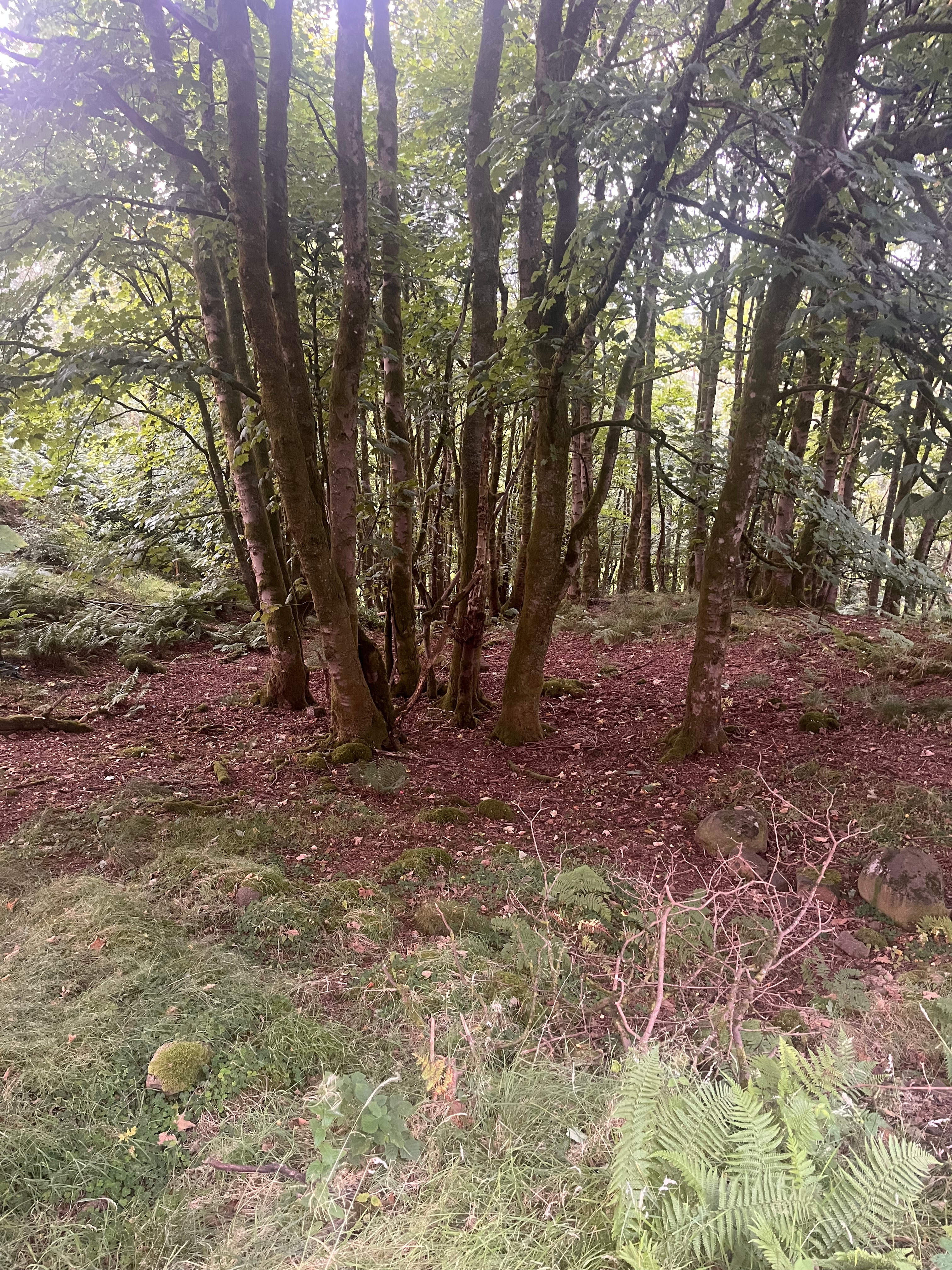 Bowie Wood