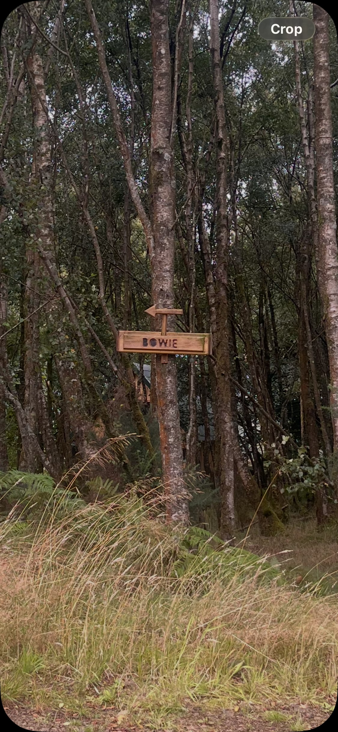 Bowie Wood