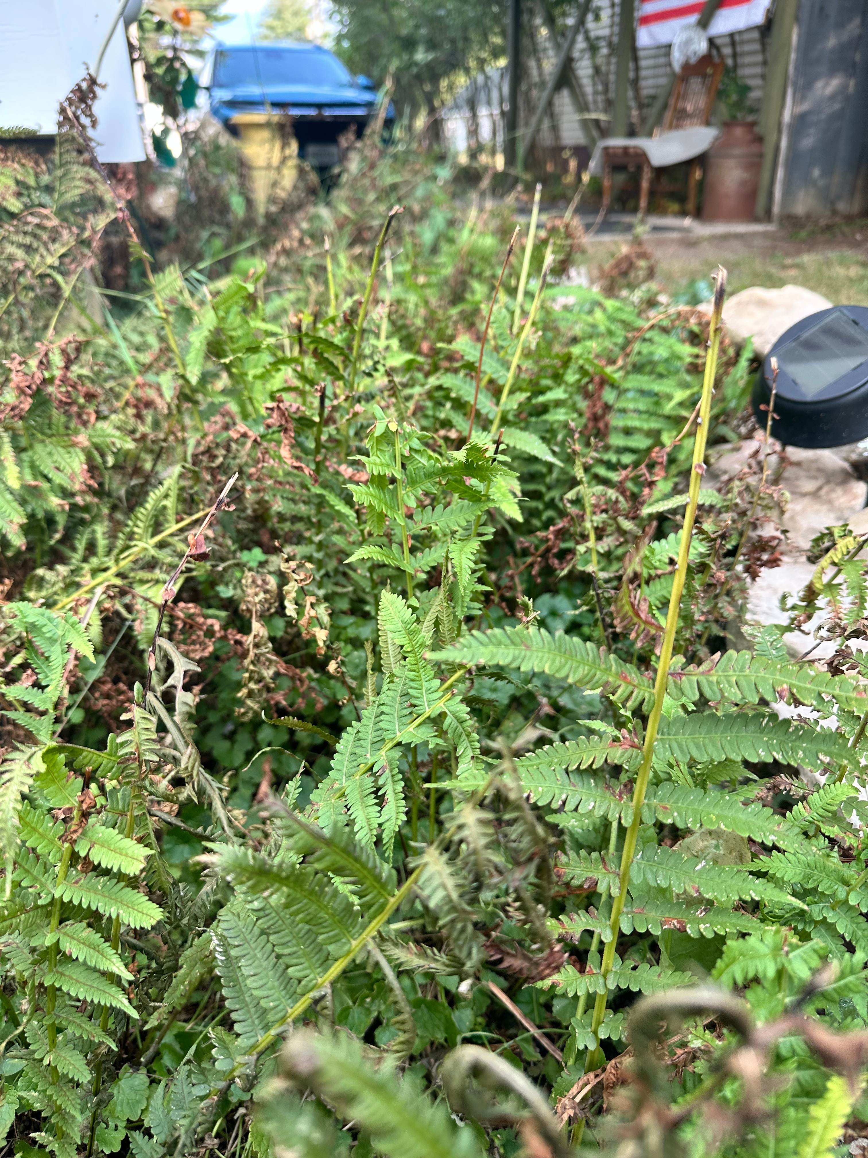 Backyard on Birch