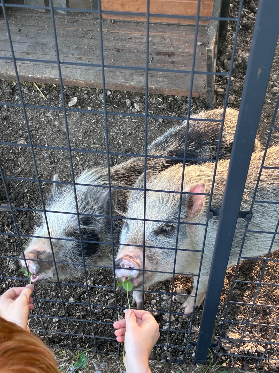 Bawks & Braaps Farm
