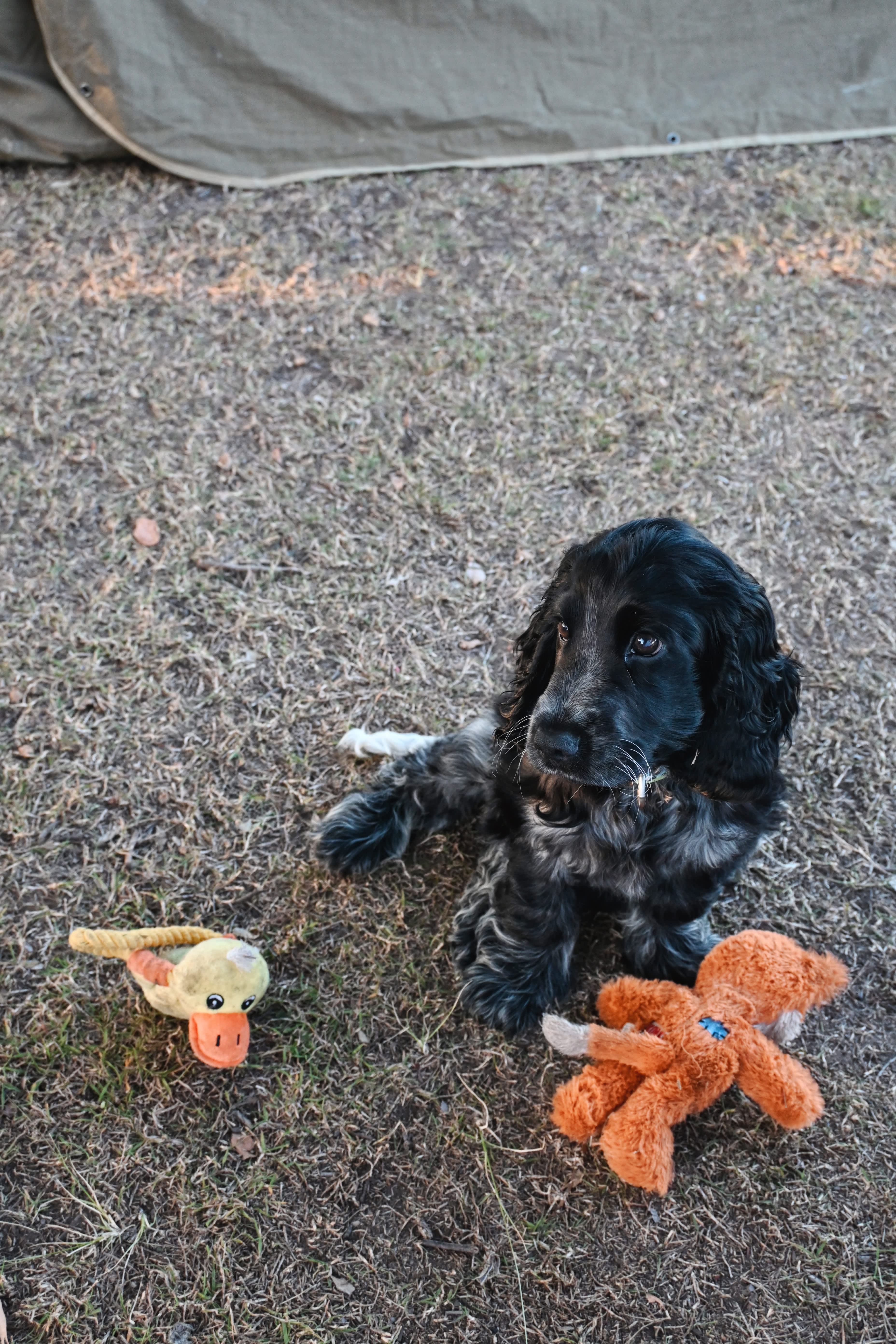 Pet friendly camp! Murphy had a ball! 