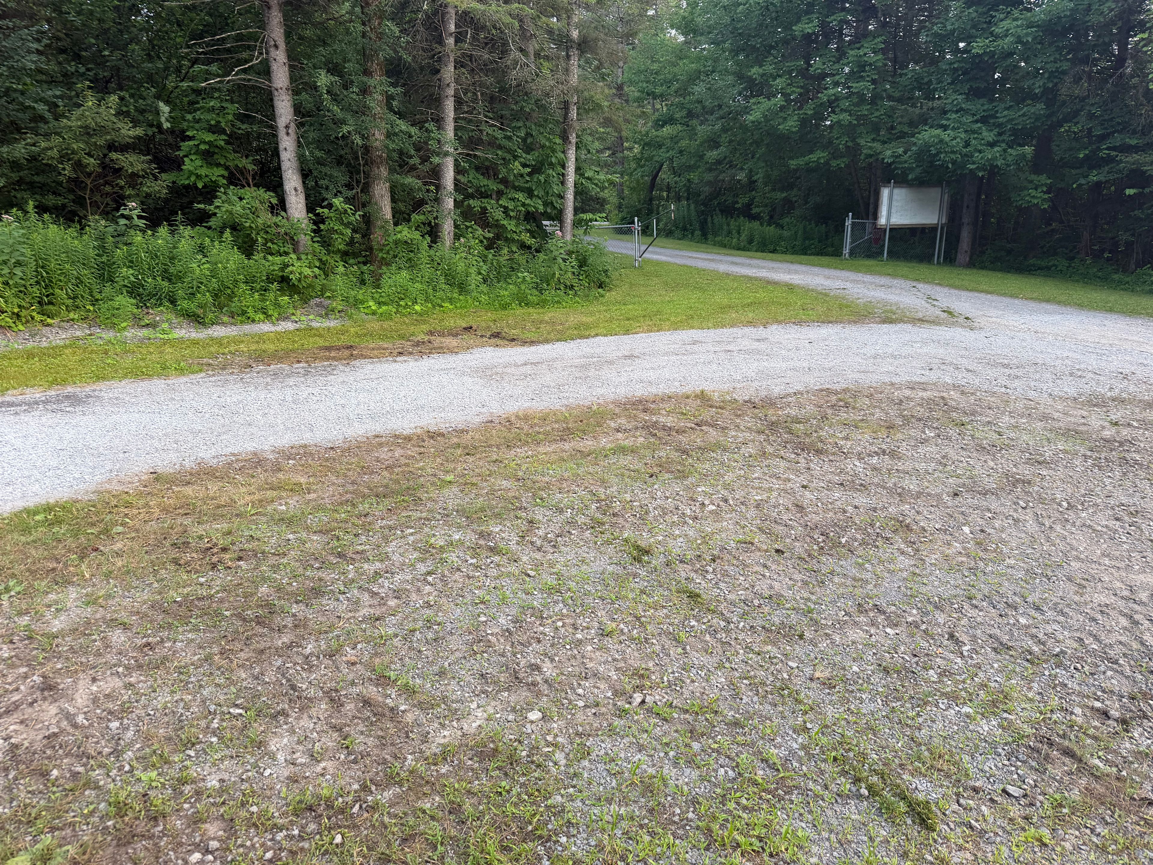 Tug Hill Pines