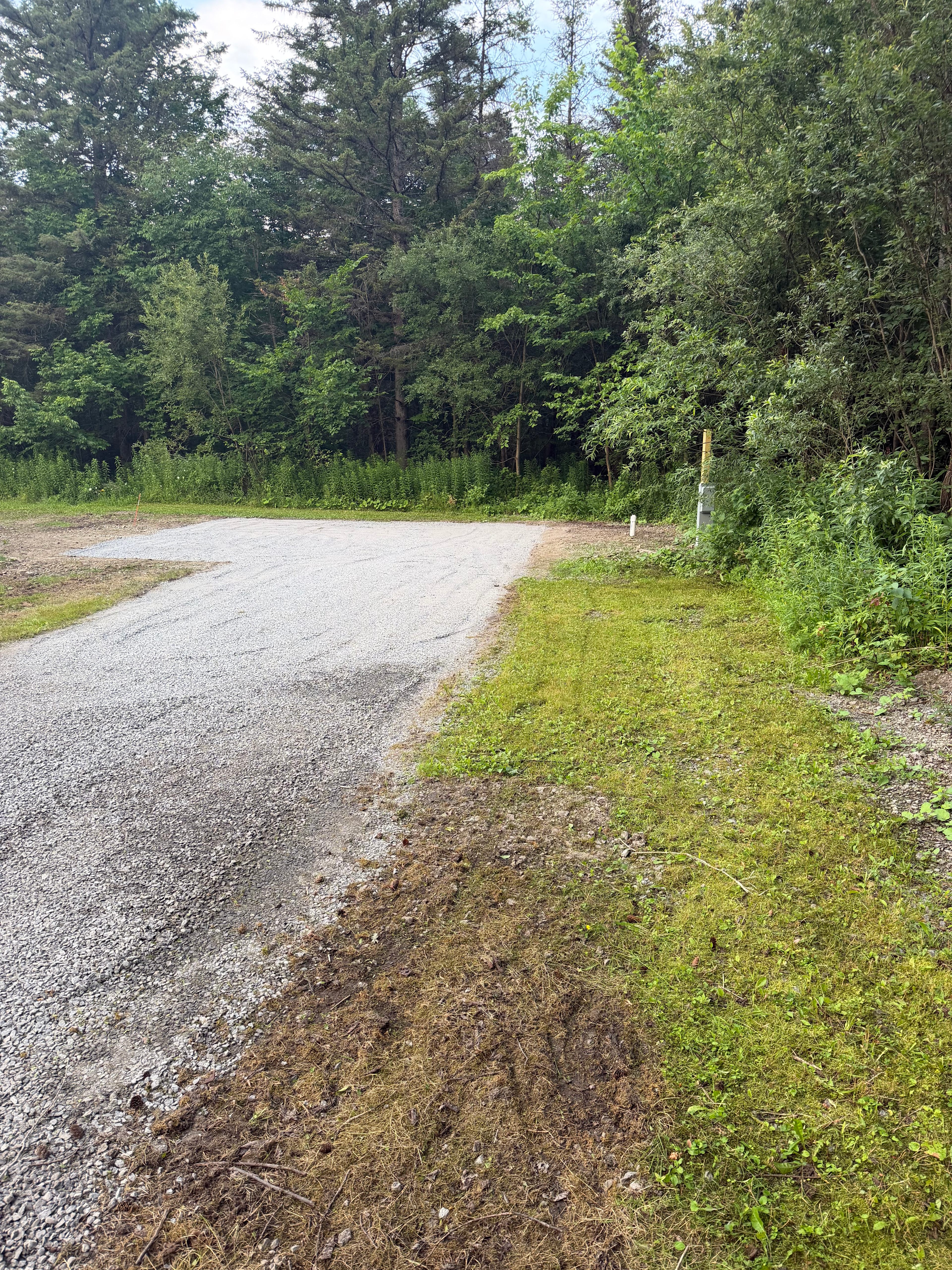 Tug Hill Pines