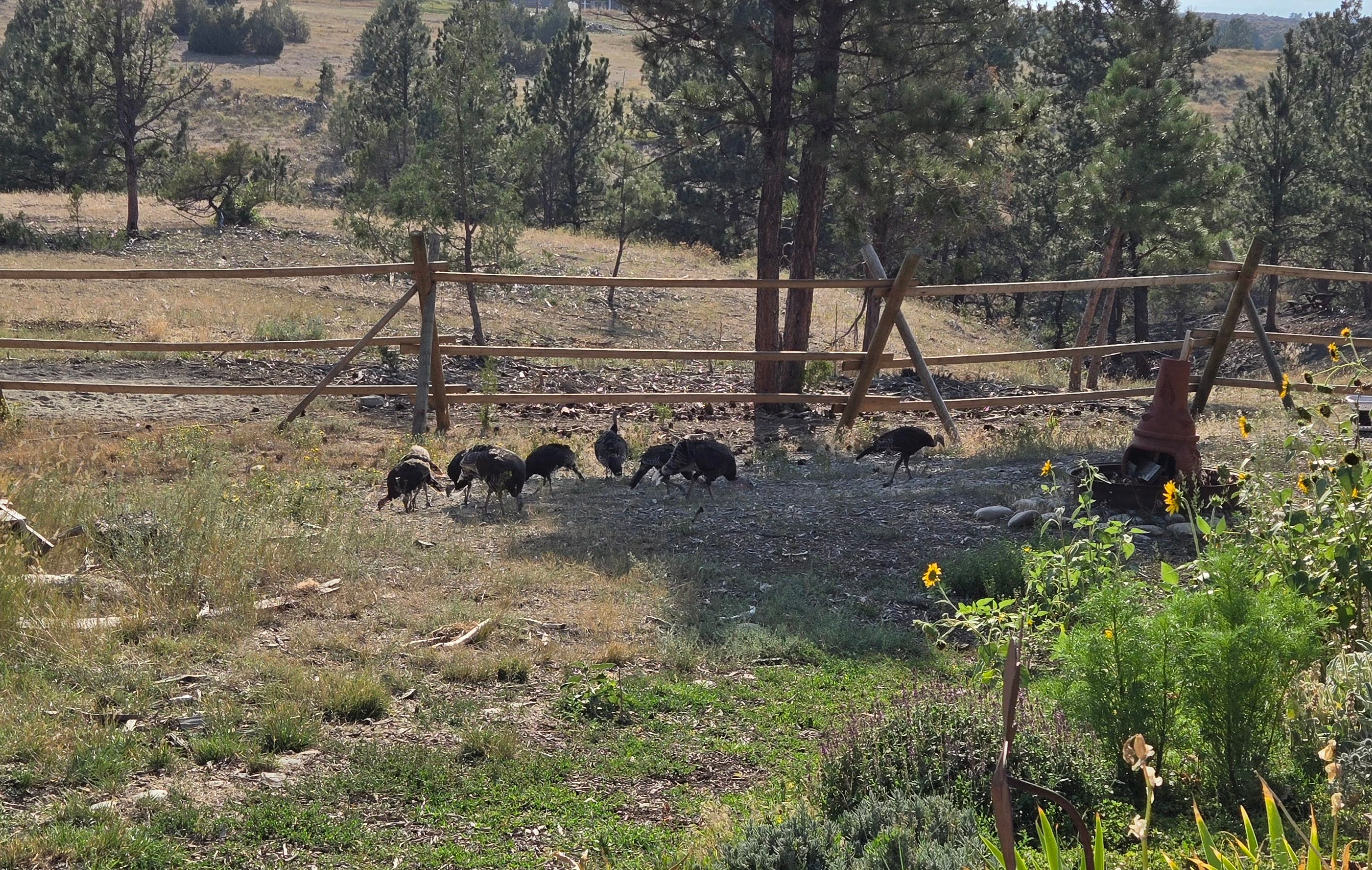 Sasquatch Sanctuary