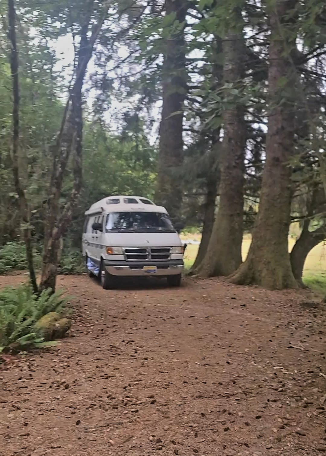 Wandering Woodlands