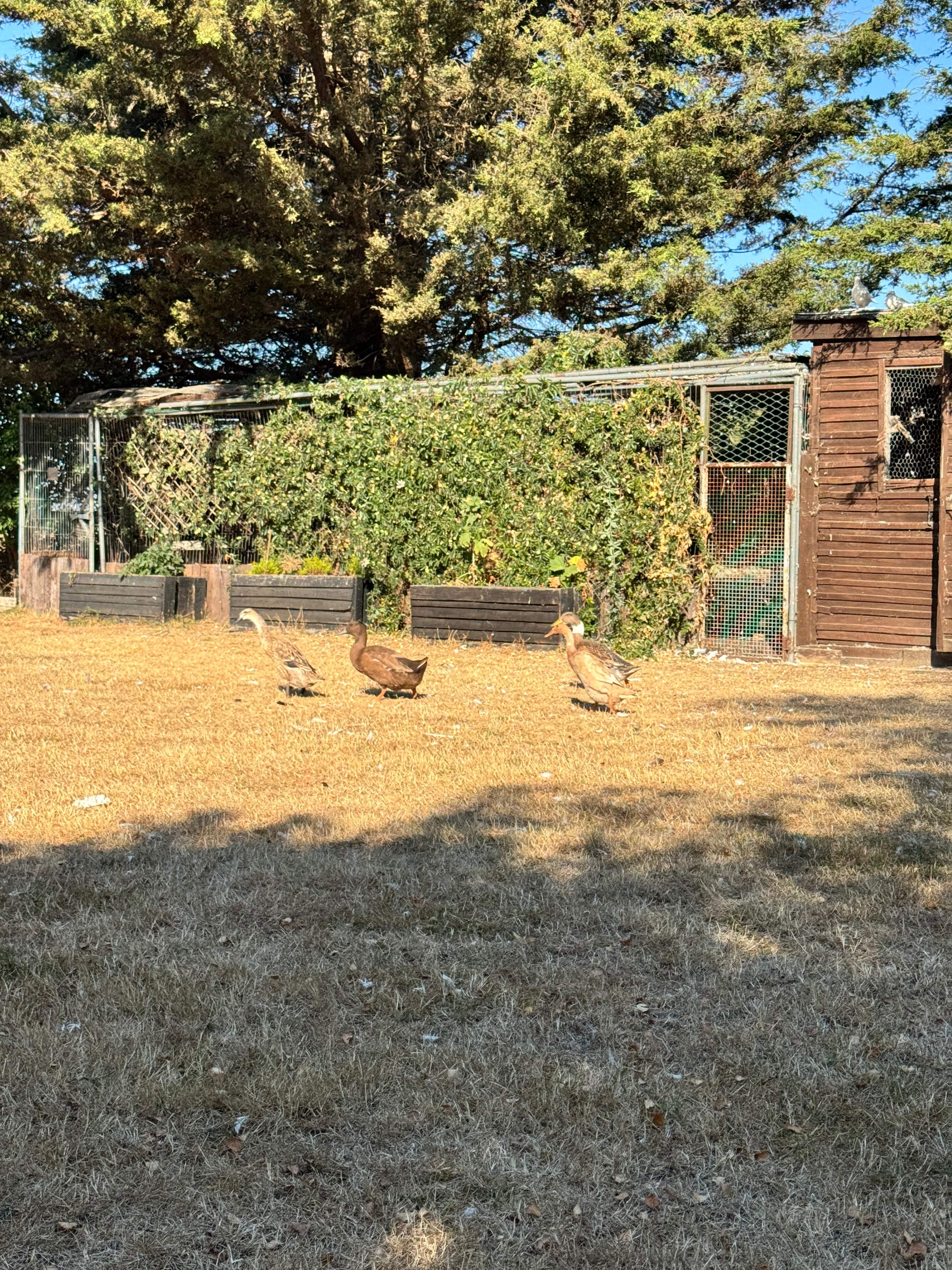 Half Acre Pitch and Lodge