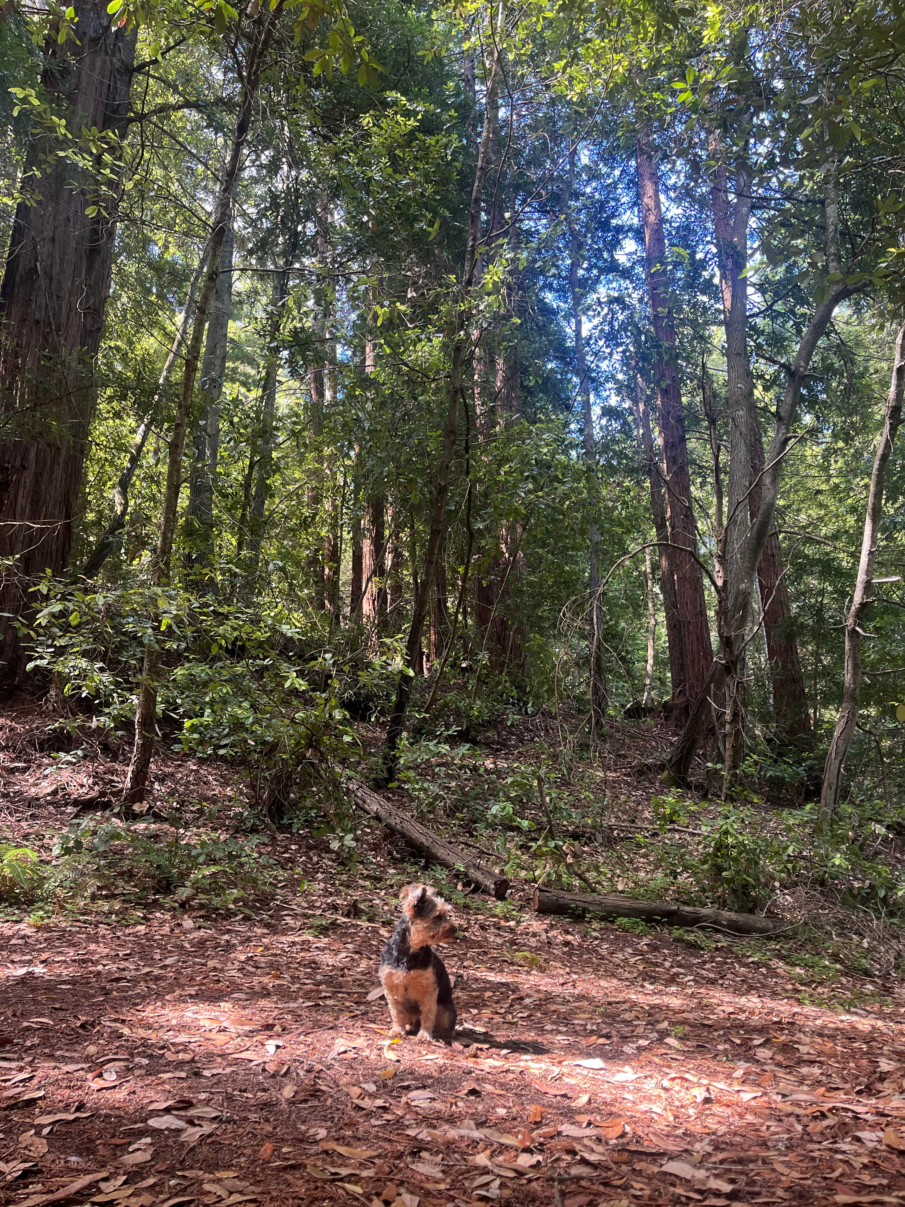 Redwood Paradise