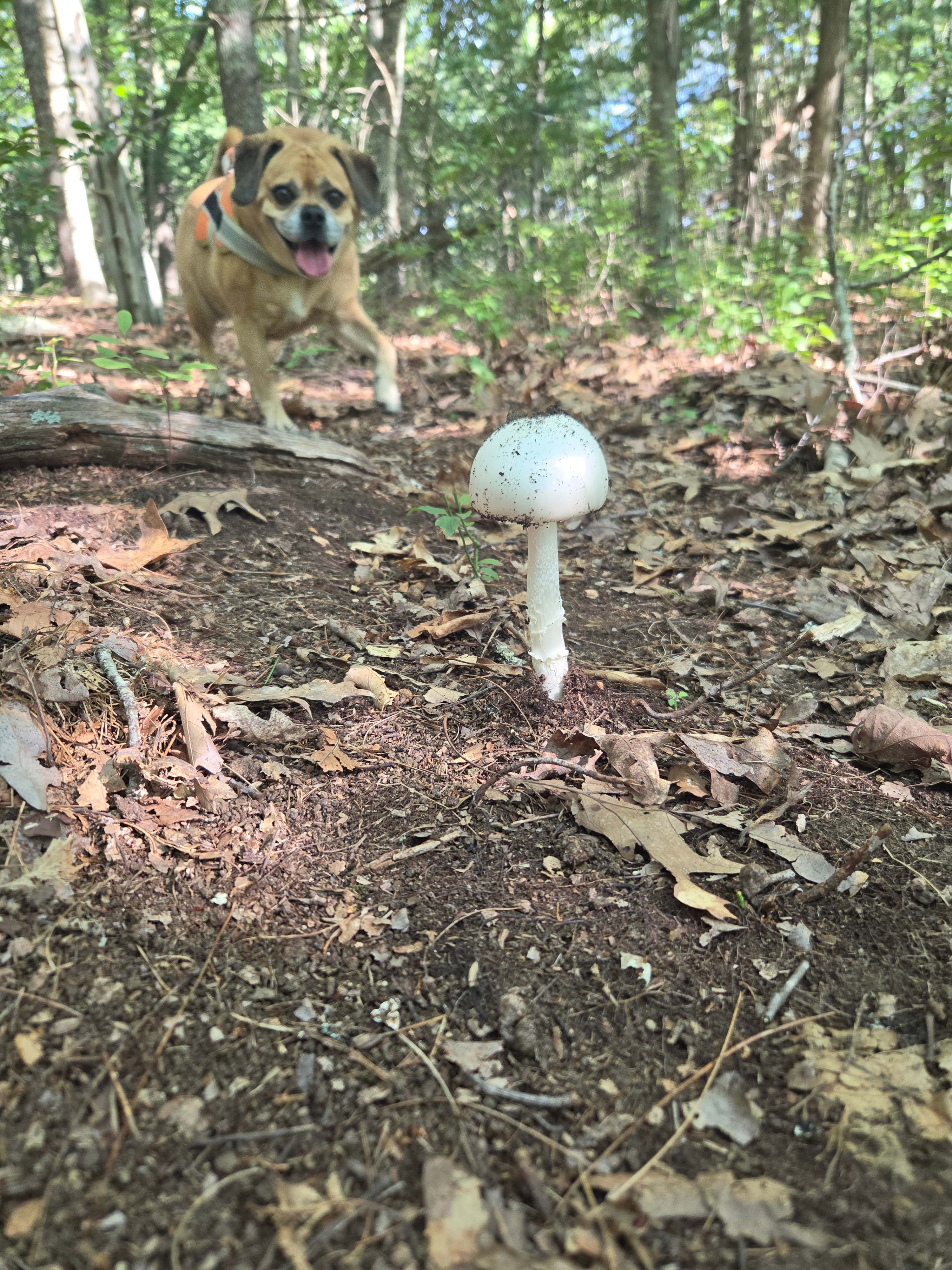 Beaver Creek