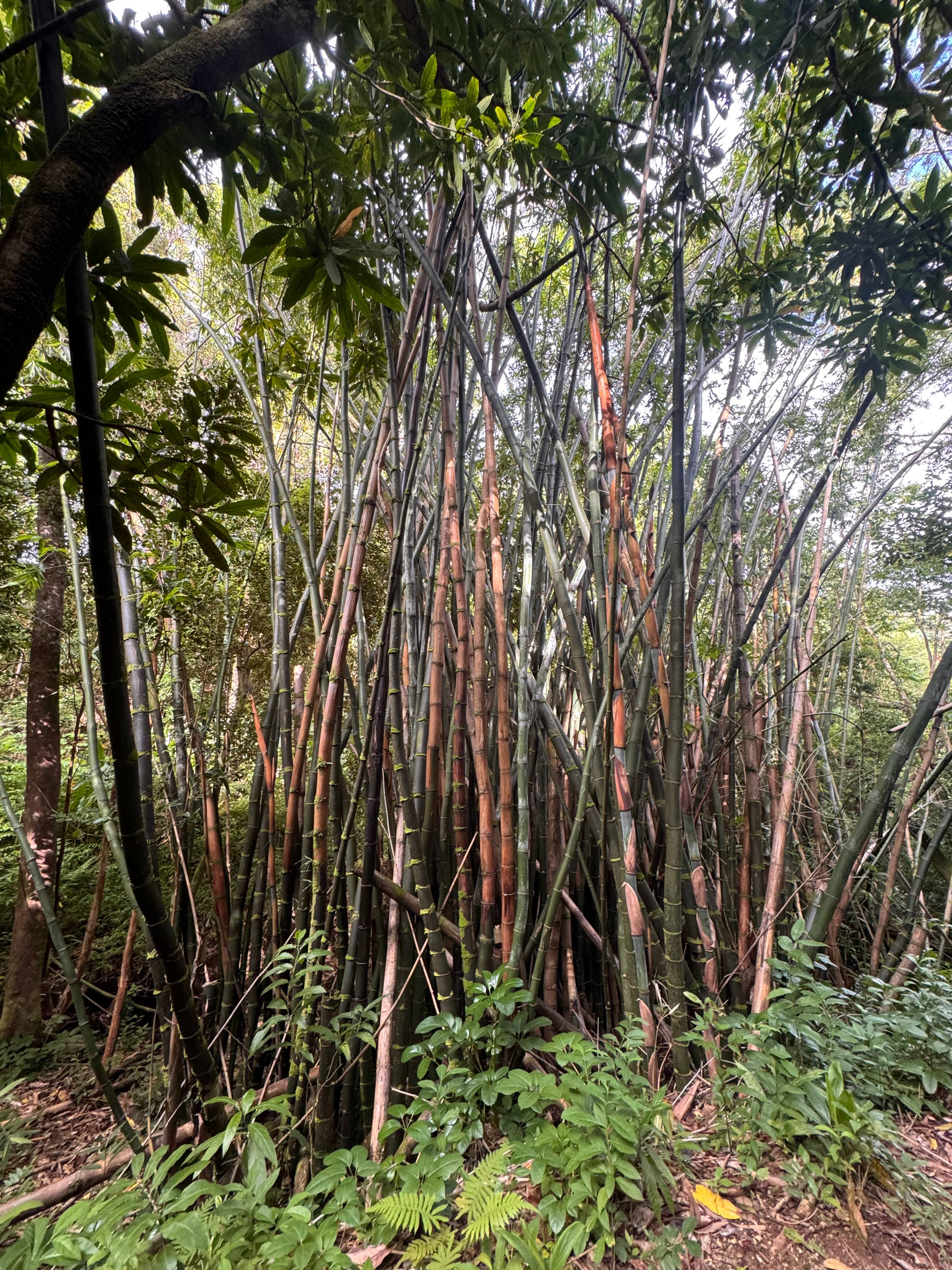 Palolo Paradise Preserve