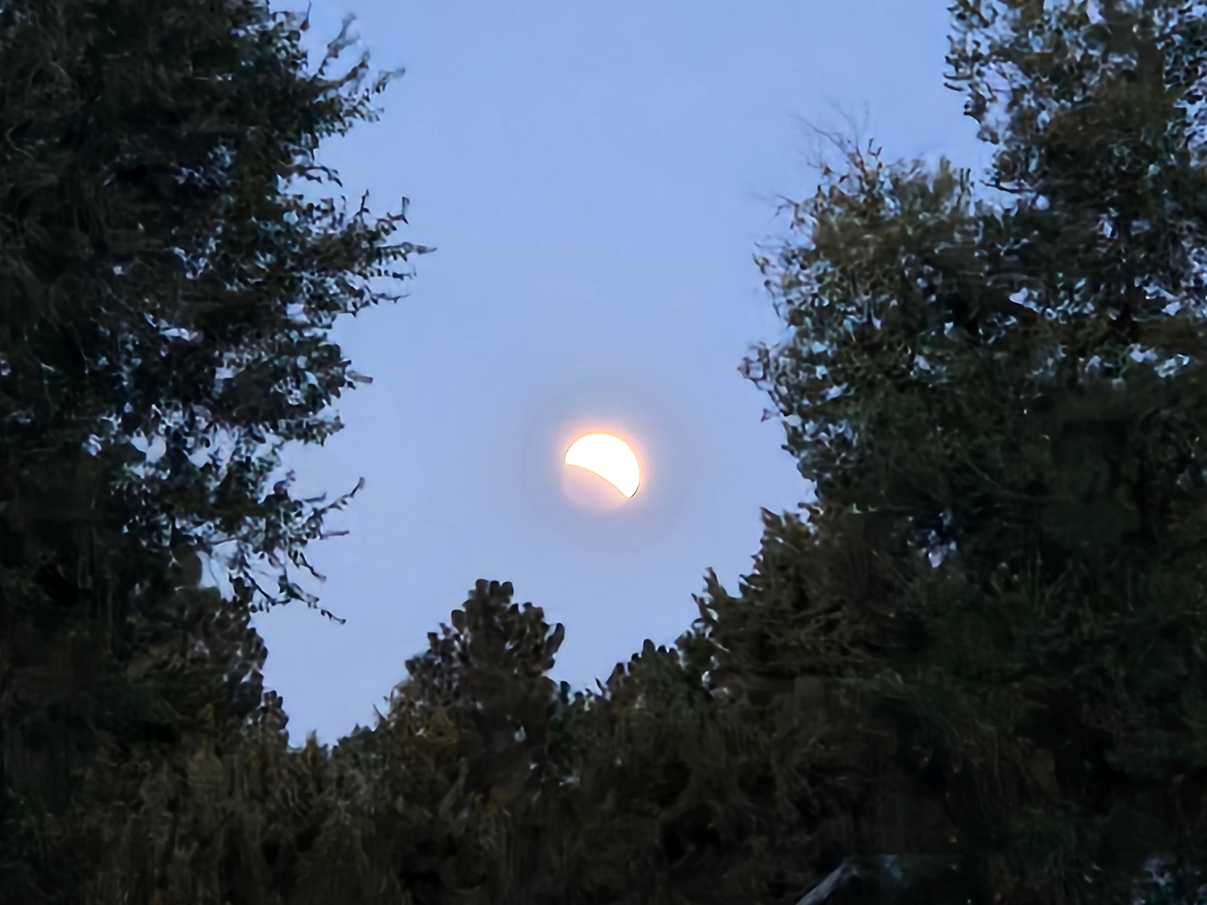 Sunset Near Pine Nursery