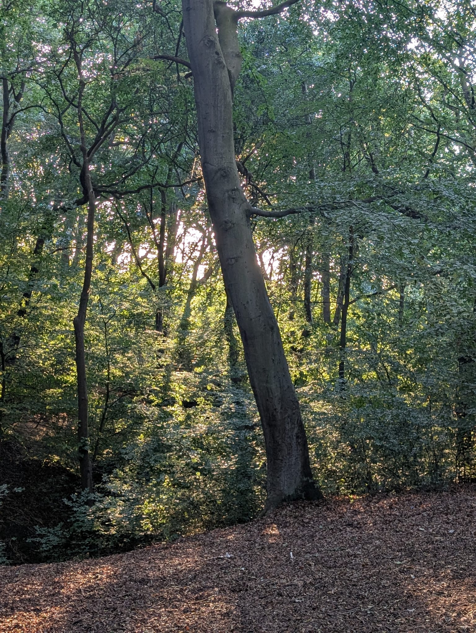 Pitt Wood