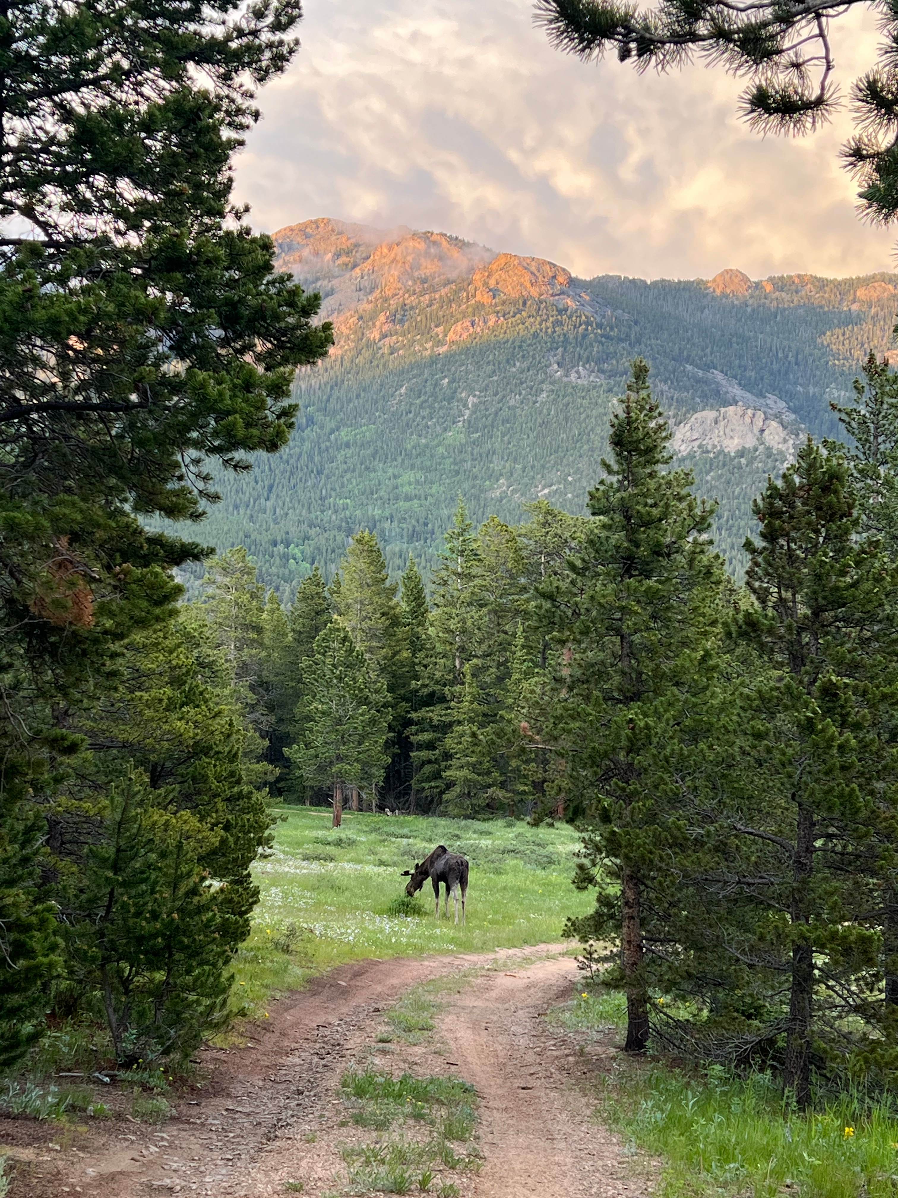 Windance Meadow