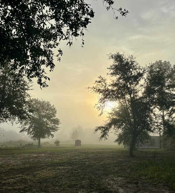 Foggy morning in early September