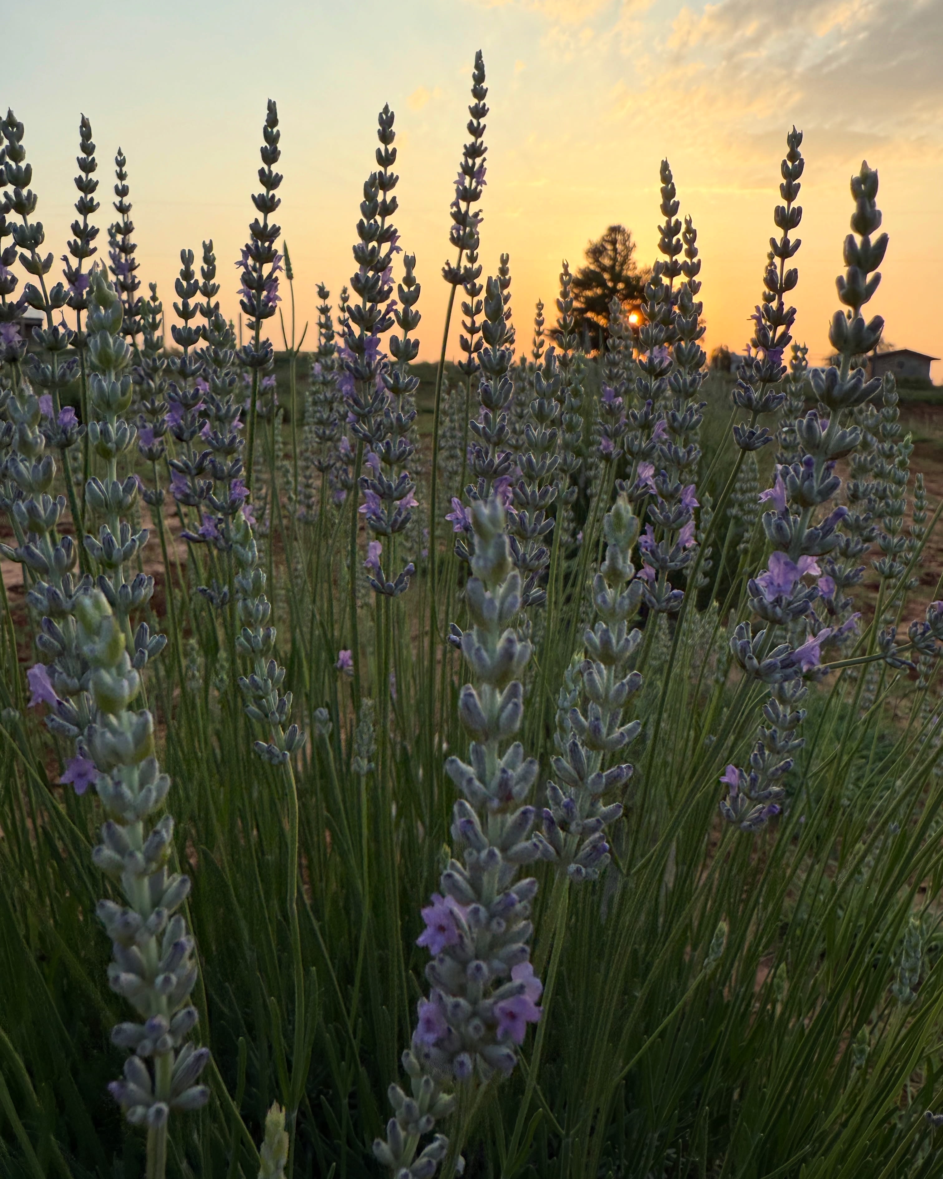 HerBeeList Lavender Farm & Apiary