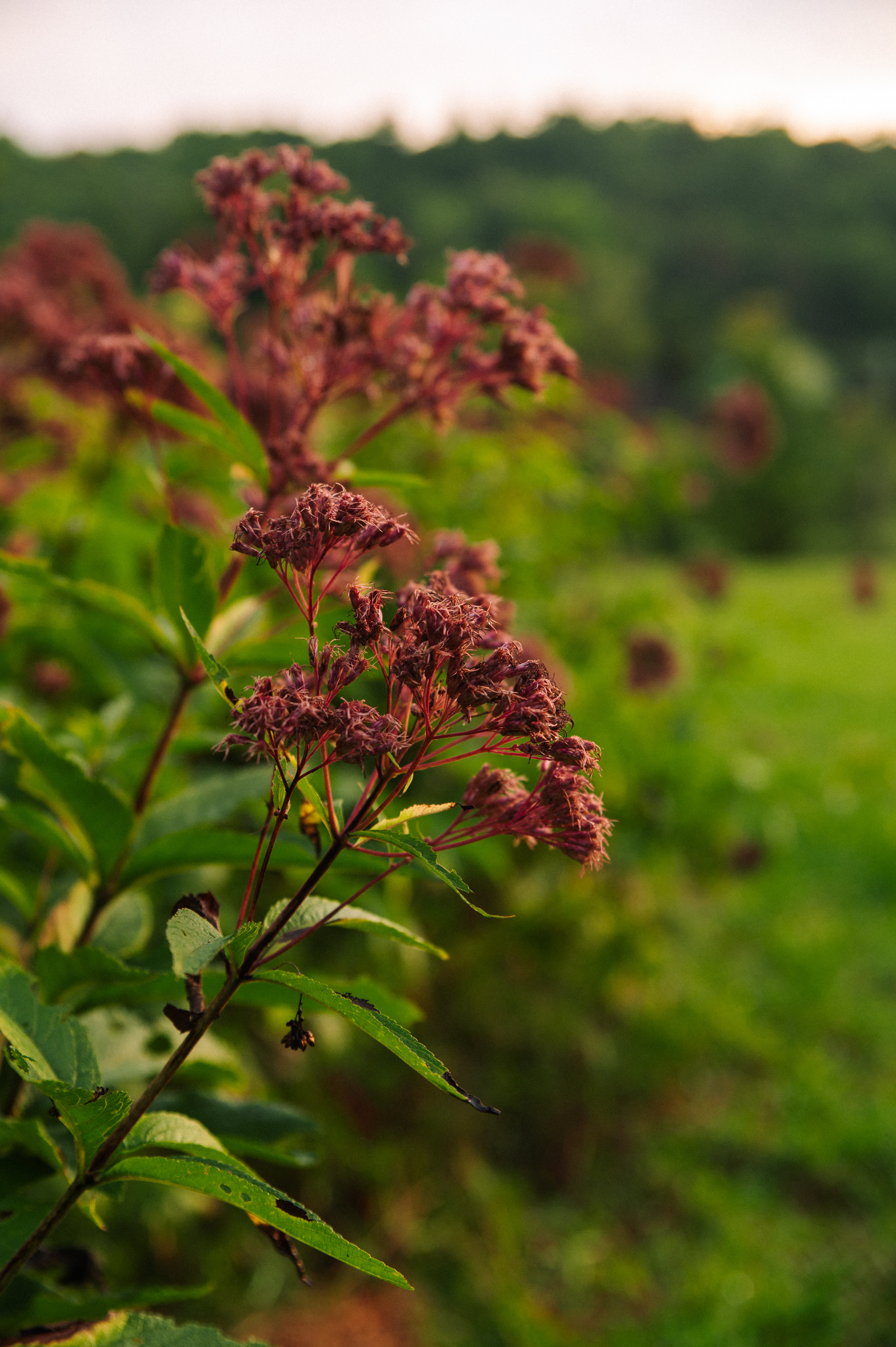 fields of wildflowers in bloom