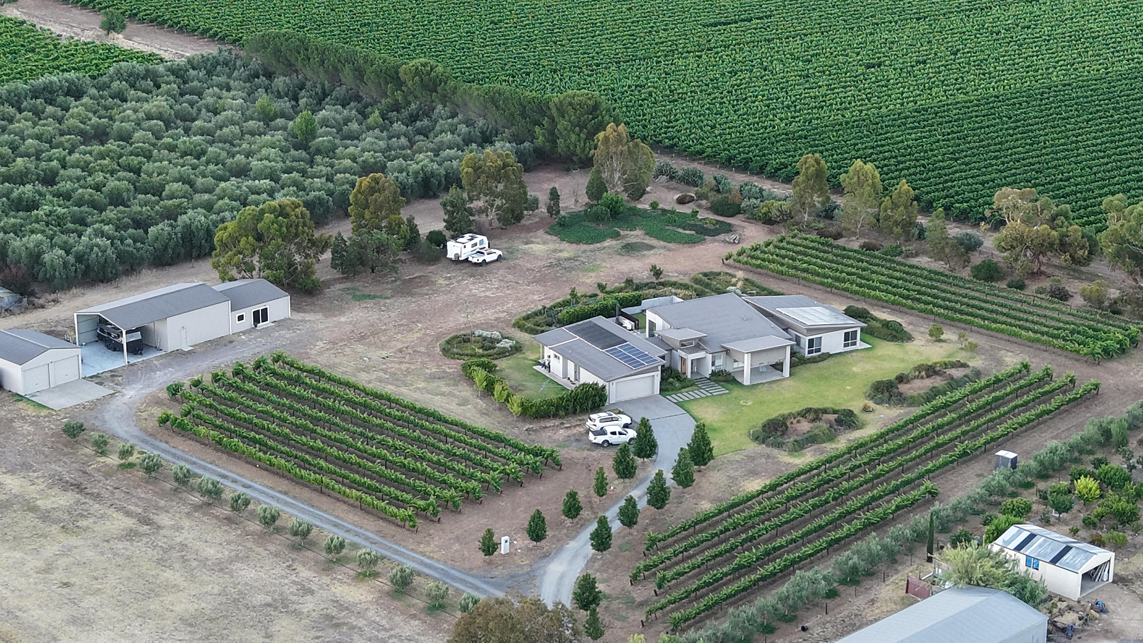 Six Strings - McLaren Vale Vineyard