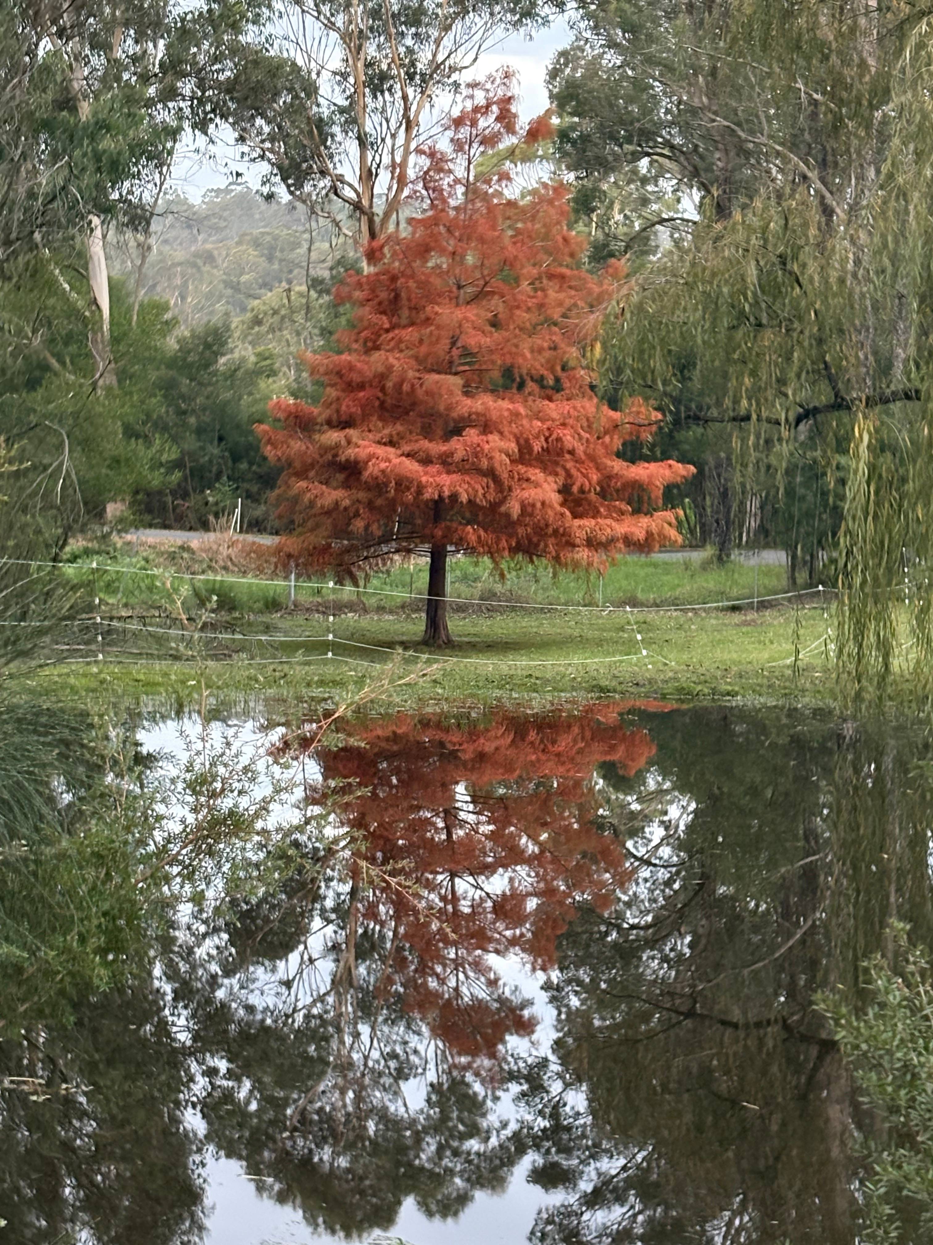 Mogo Bush Retreat