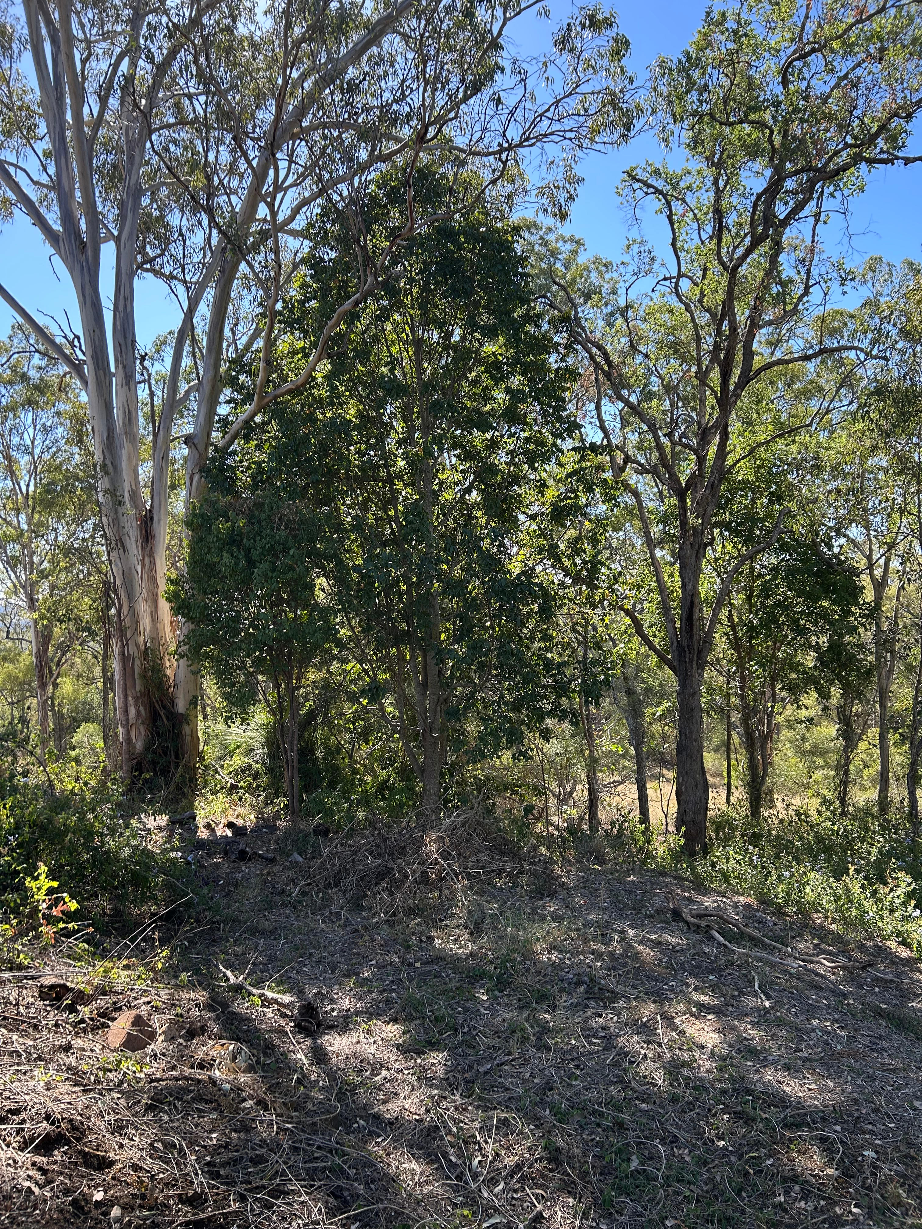 Ridge Prospect