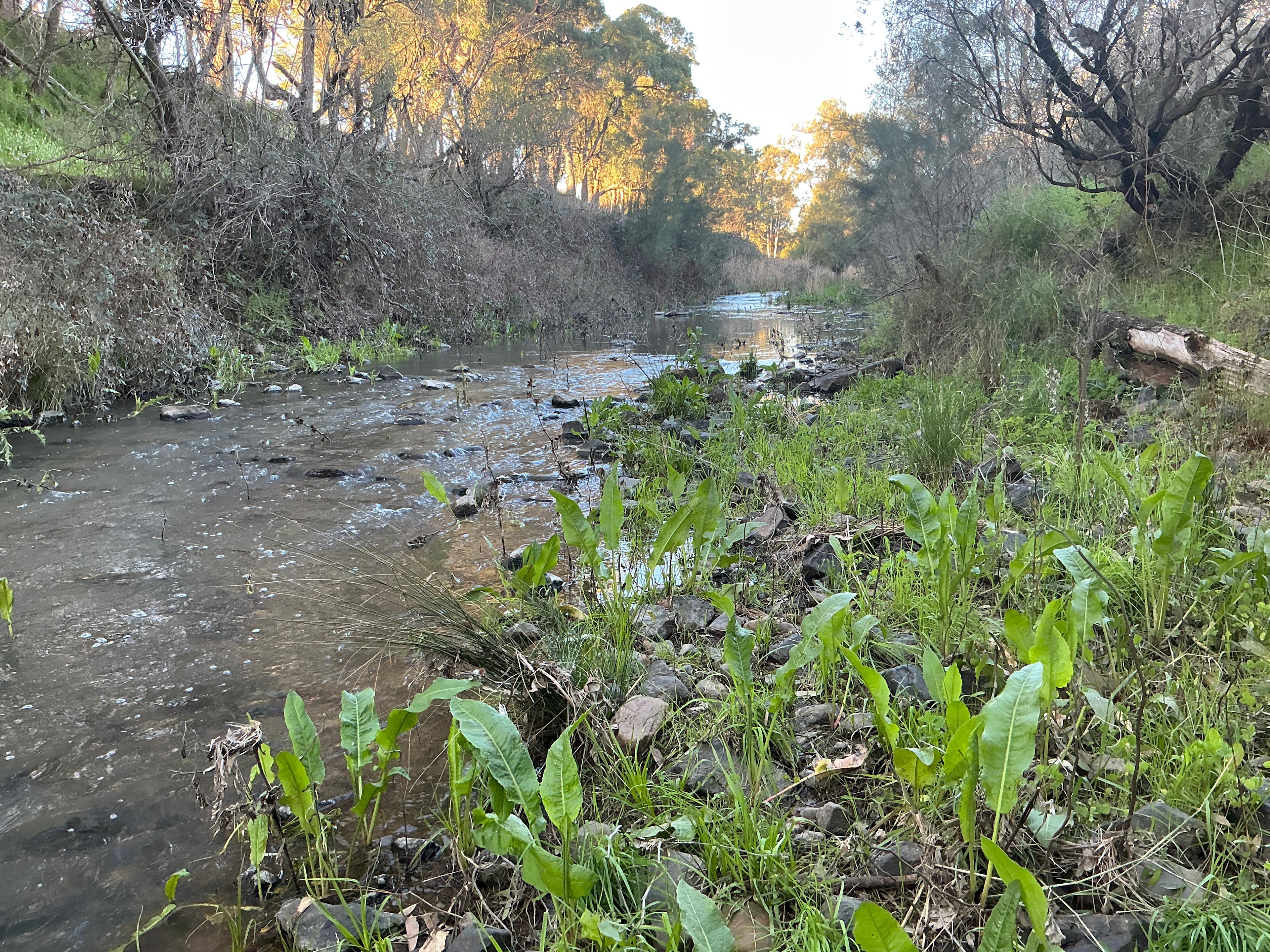 Popagundi River - Warrumbungle Way