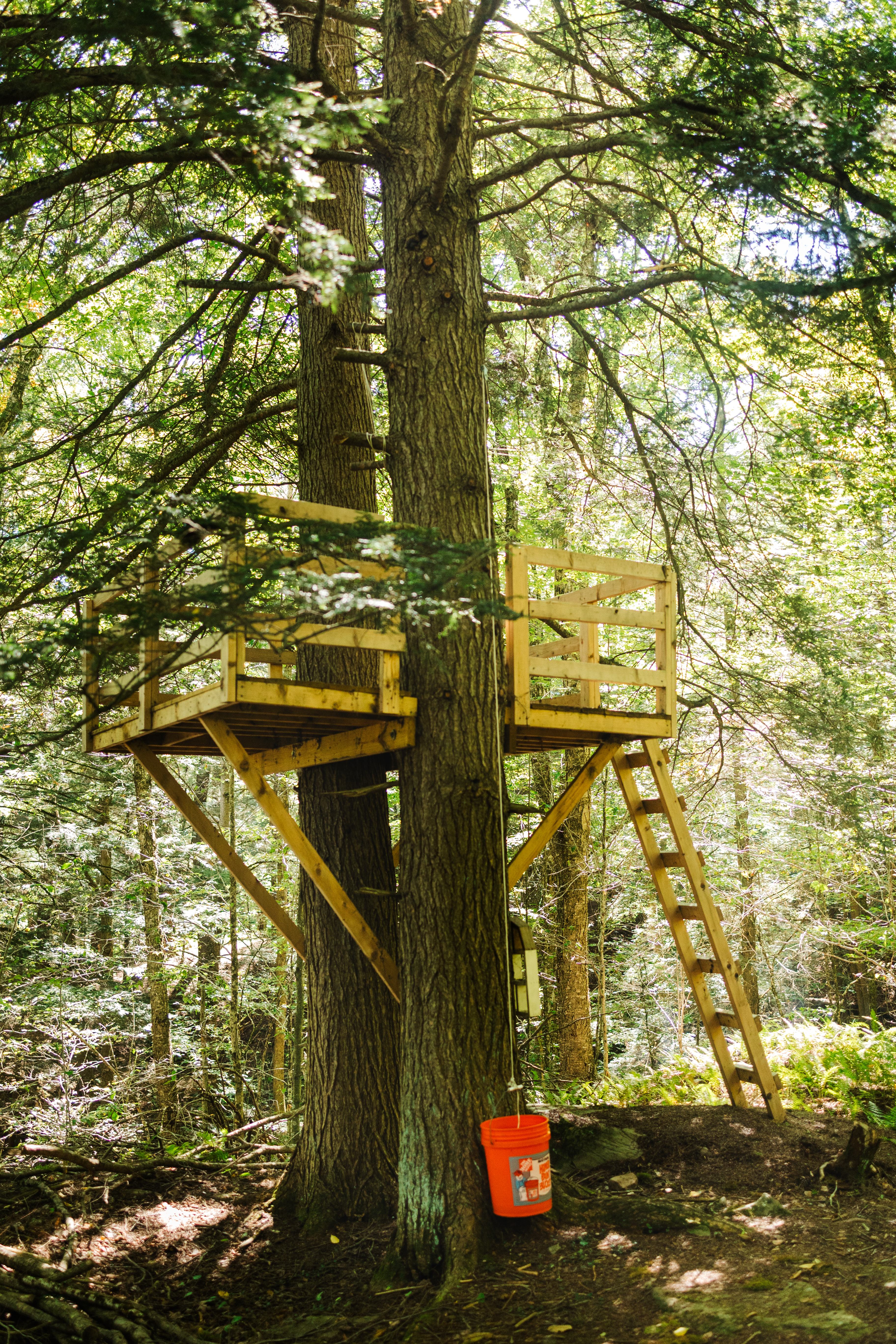 The sweetest treehouse