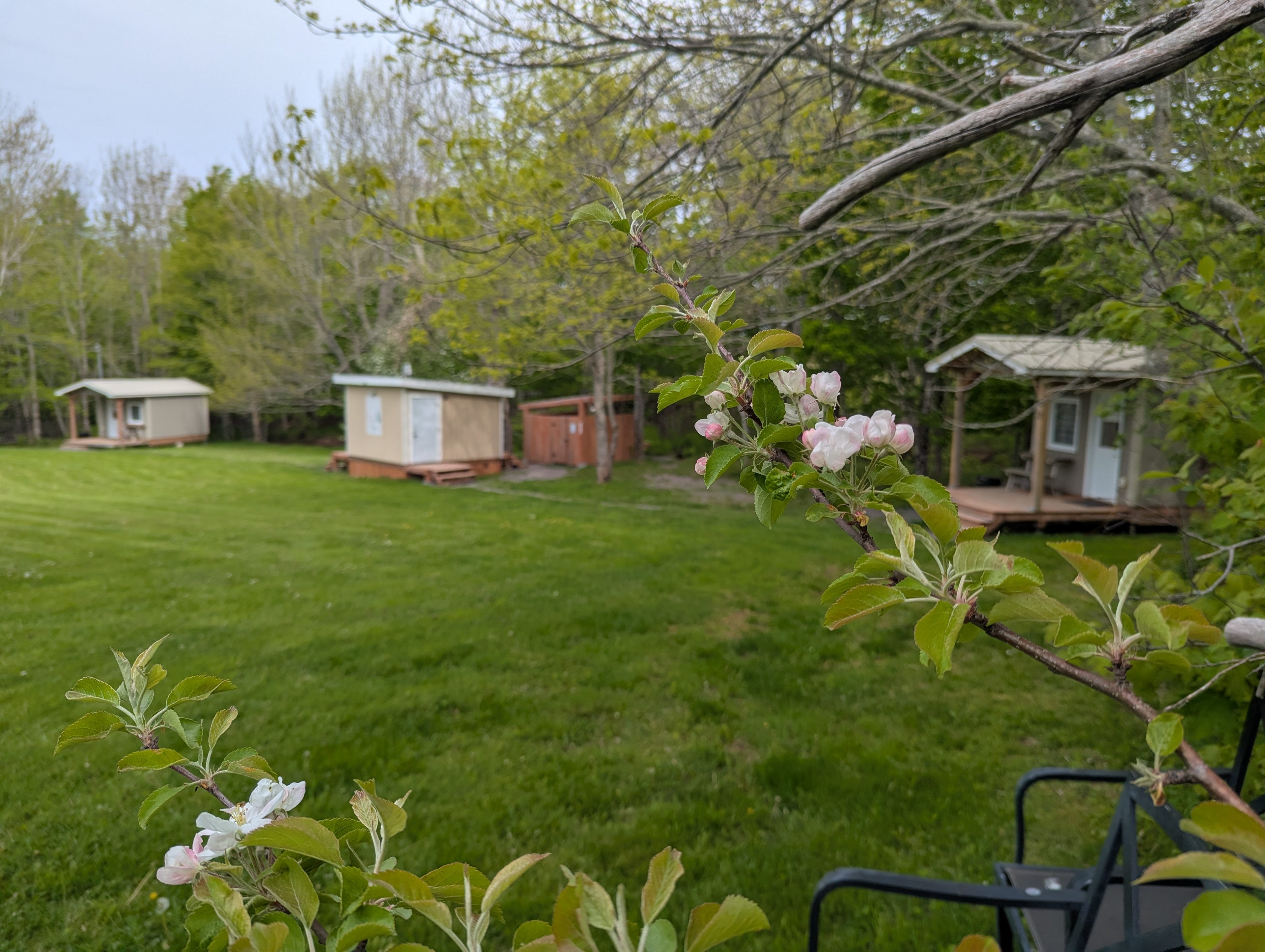 Apple blossoms in the spring at Field and Fern Cottages.