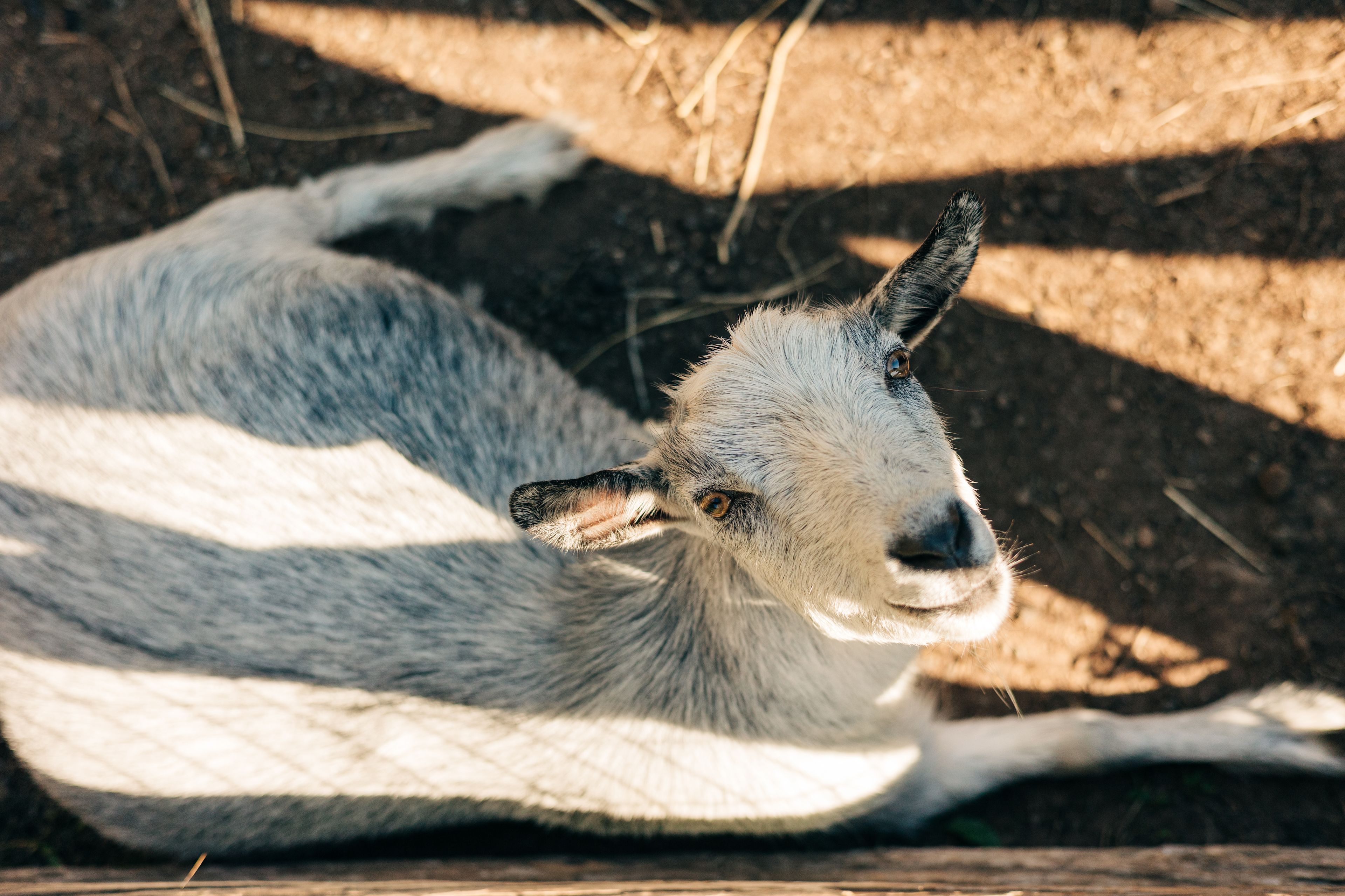 You could tell these goats were troublemakers!