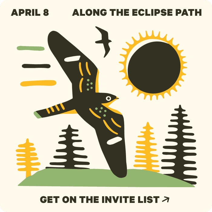 hand drawing of bird flying past a total solar eclipse