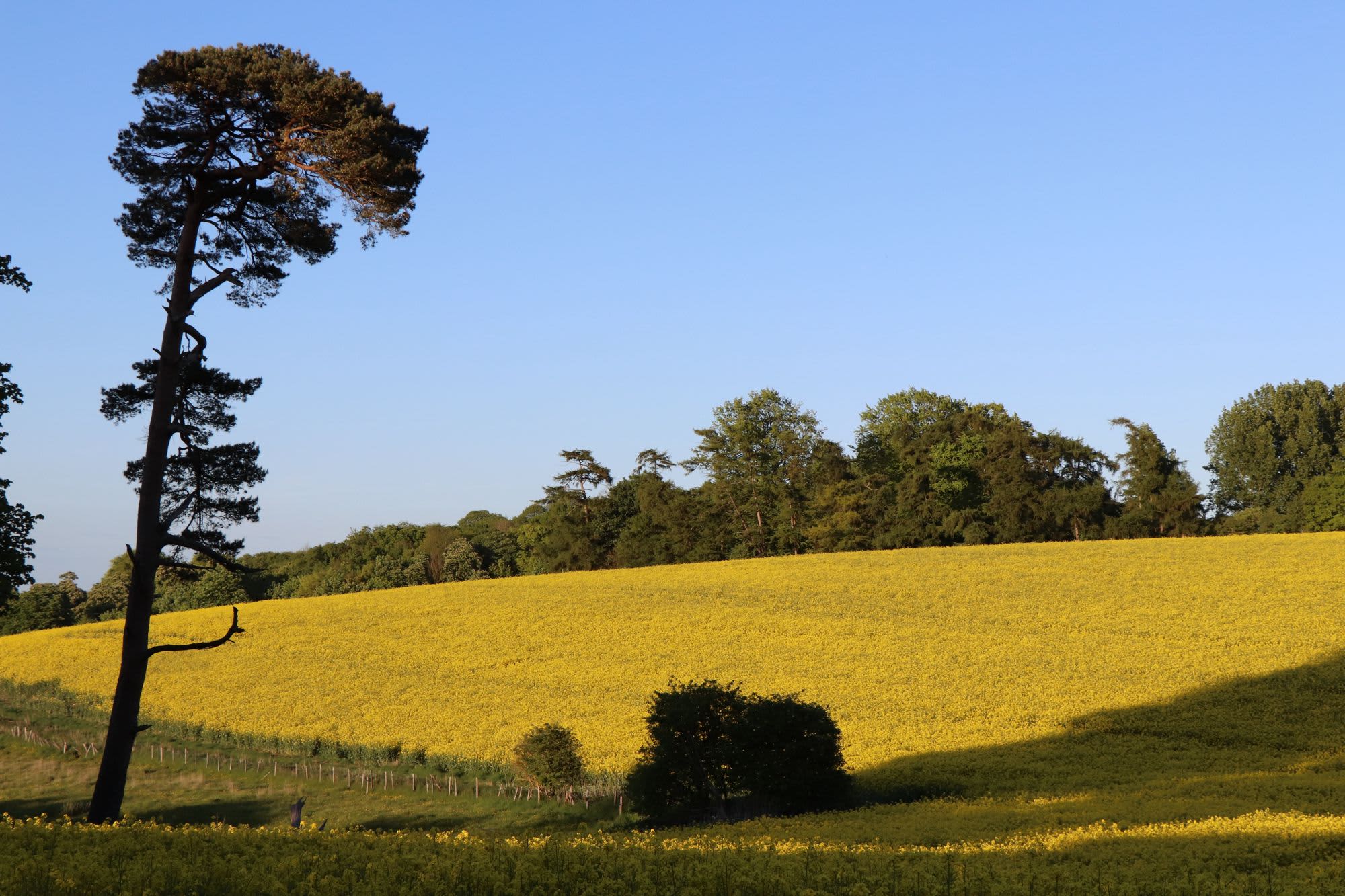 Palace Farm